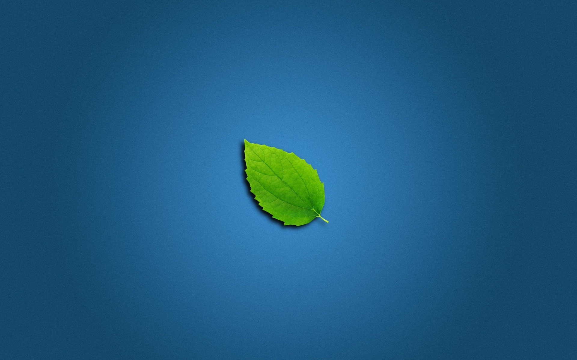 minimalism leaf nature outdoors summer growth sky ecology sun fair weather flora tree blur sprout background green blue