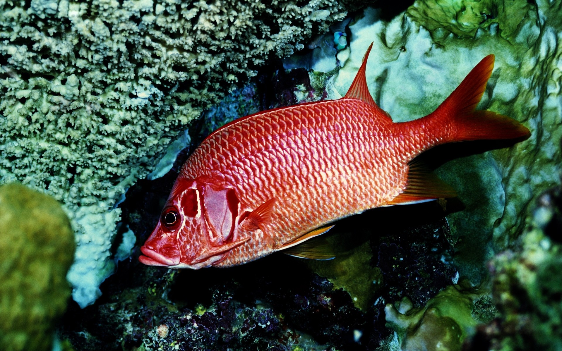 amphibians fish underwater ocean sea coral tropical nature reef swimming water marine animal background