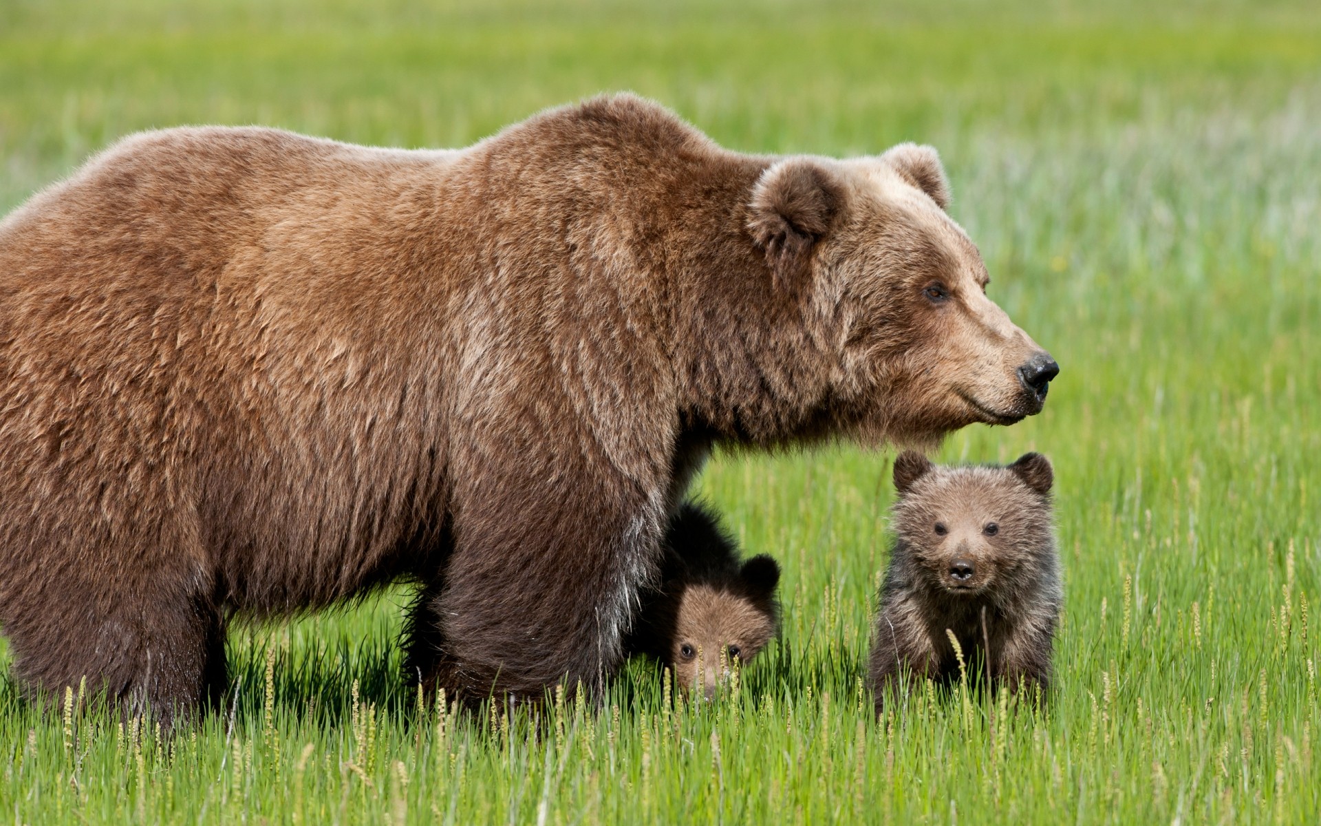 animals mammal wildlife grass outdoors hayfield nature animal wild grizzly fur cub bear cubs