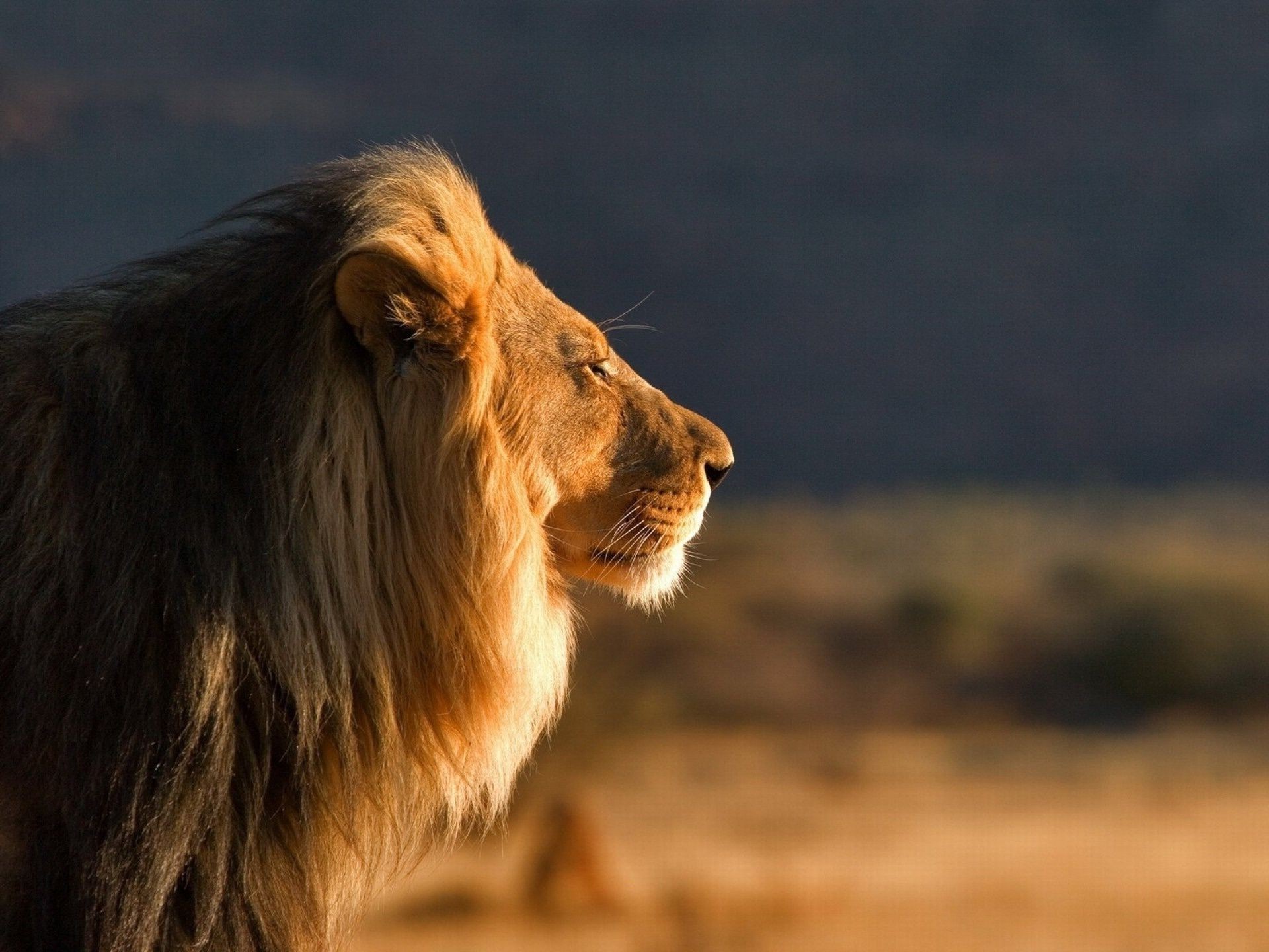 lions mammal animal cat lion wildlife nature dog portrait outdoors fur