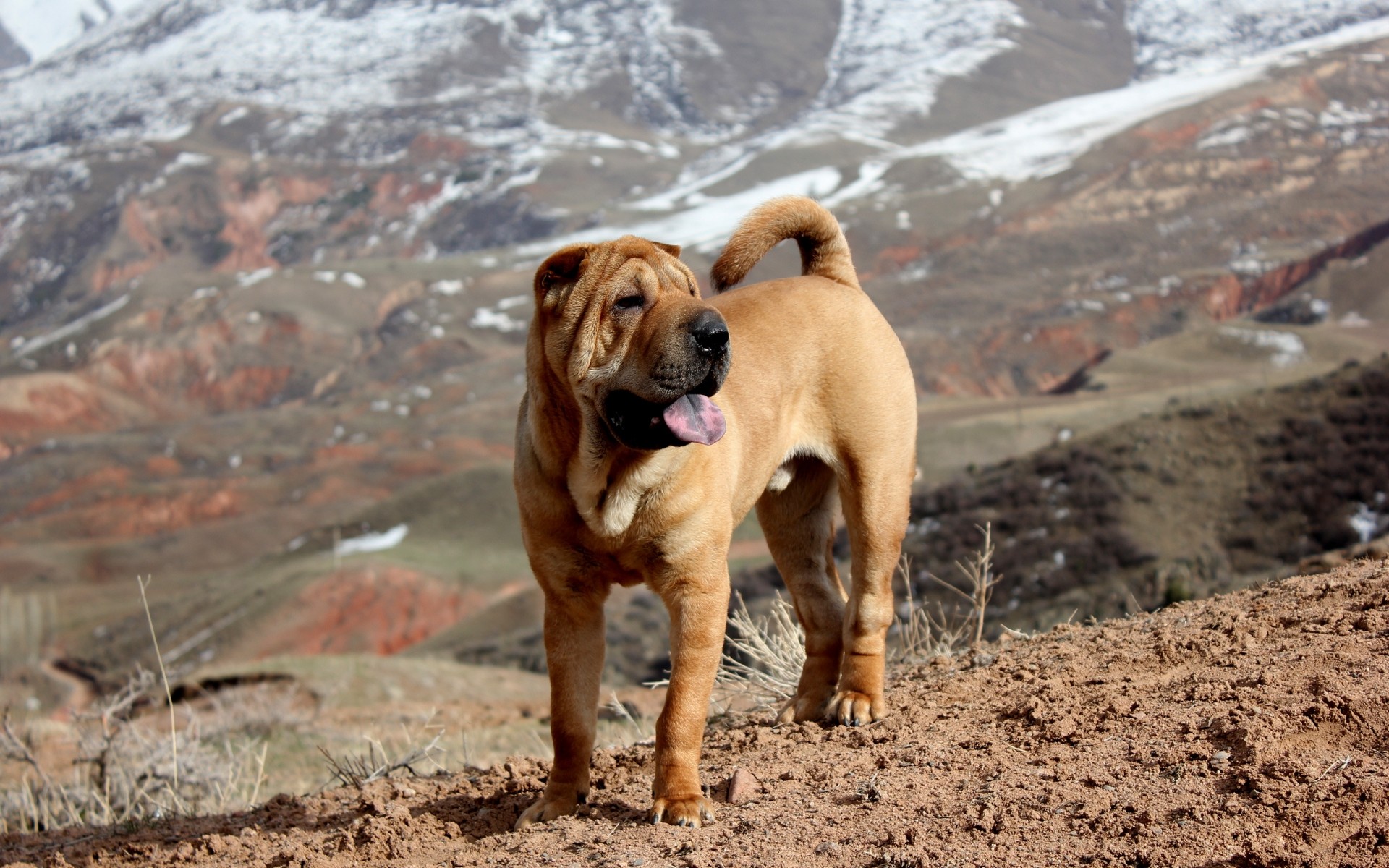 dogs dog outdoors animal cute mammal nature pet portrait one sit little