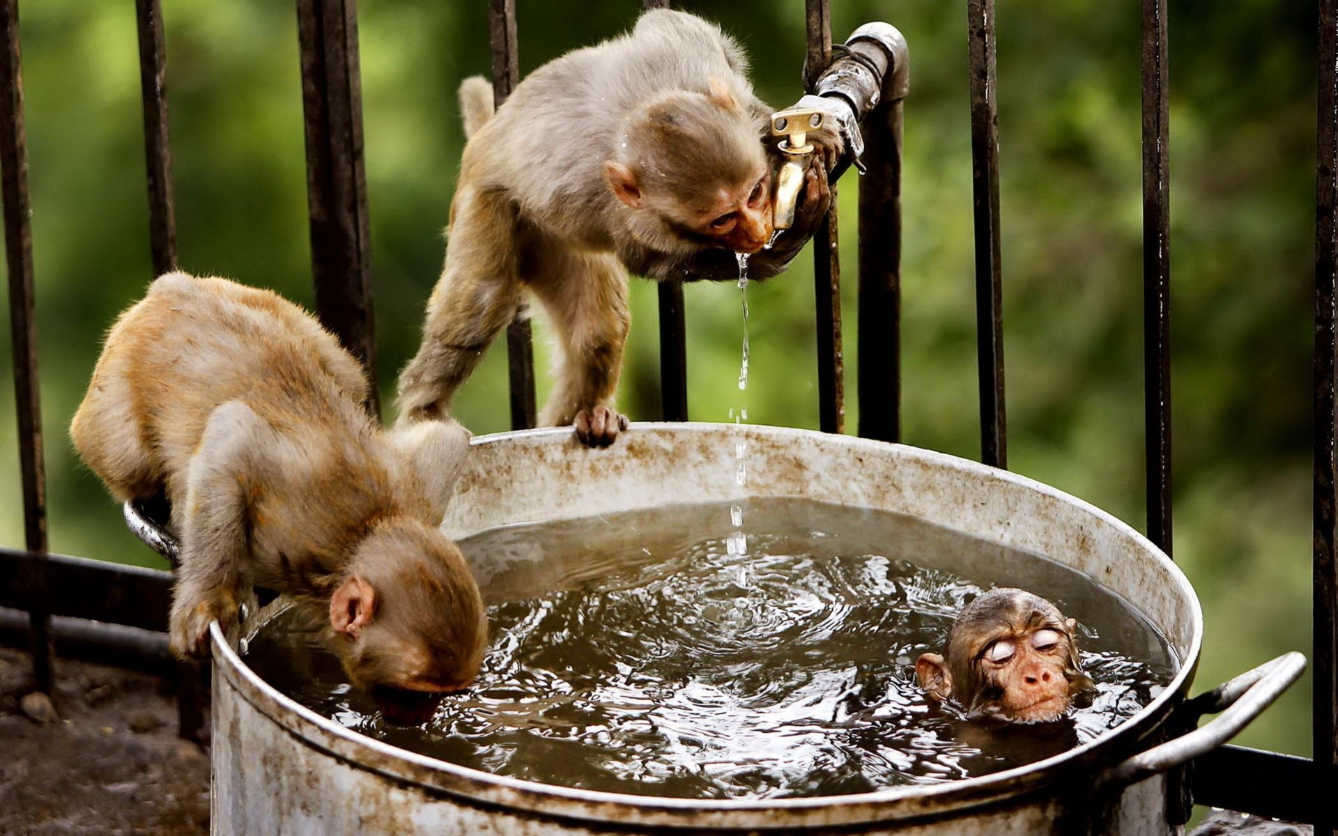 animals mammal monkey one food cute primate wood wildlife funny monkeys bath water