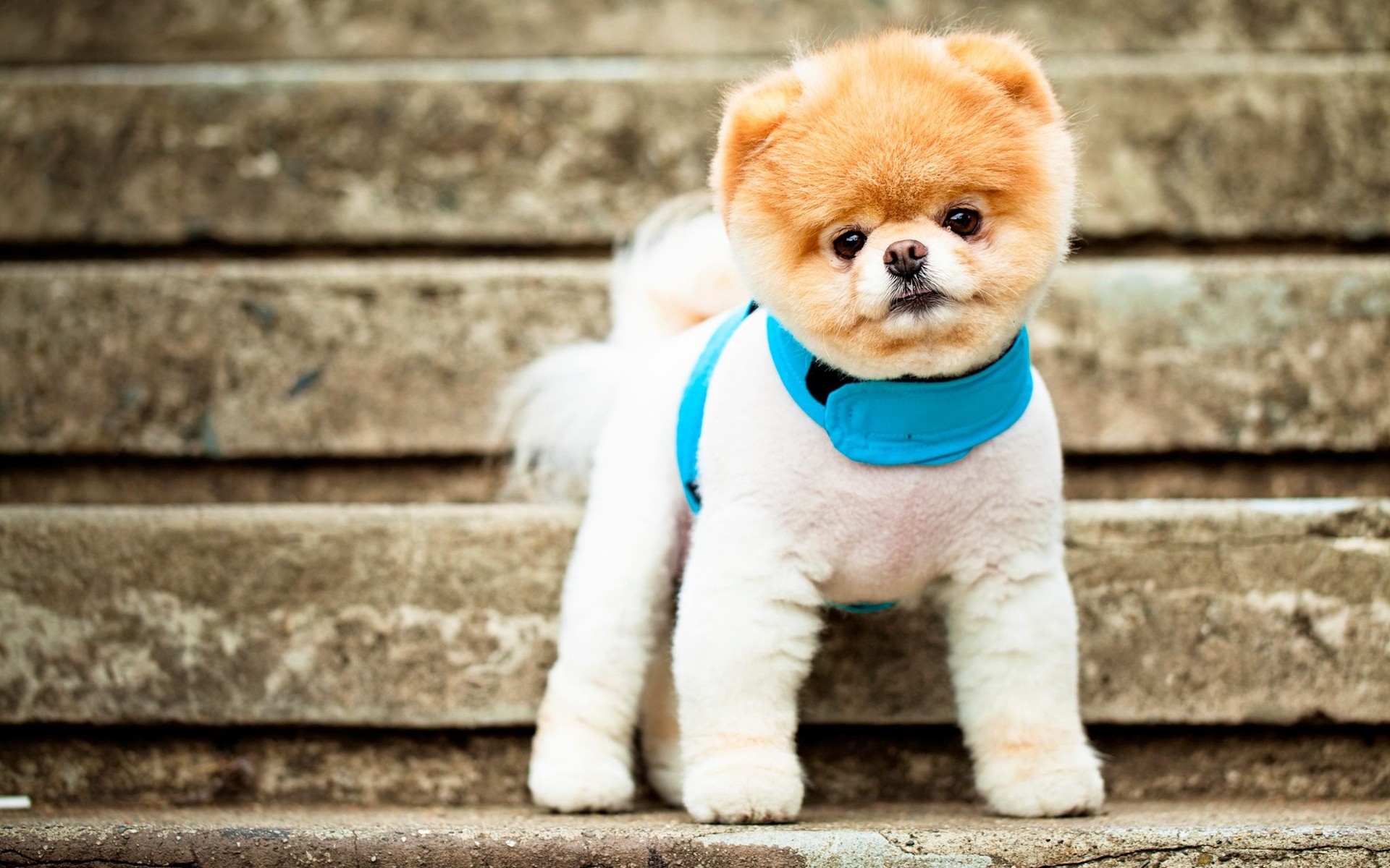 dogs cute little dog portrait adorable animal baby funny mammal pet puppy fur sit young pomeranian dog