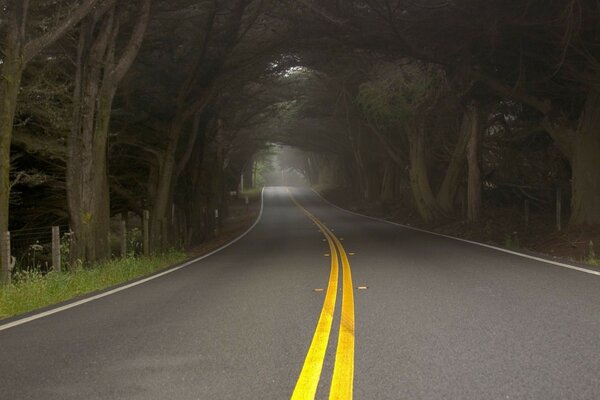 Transport system in a tunnel of trees