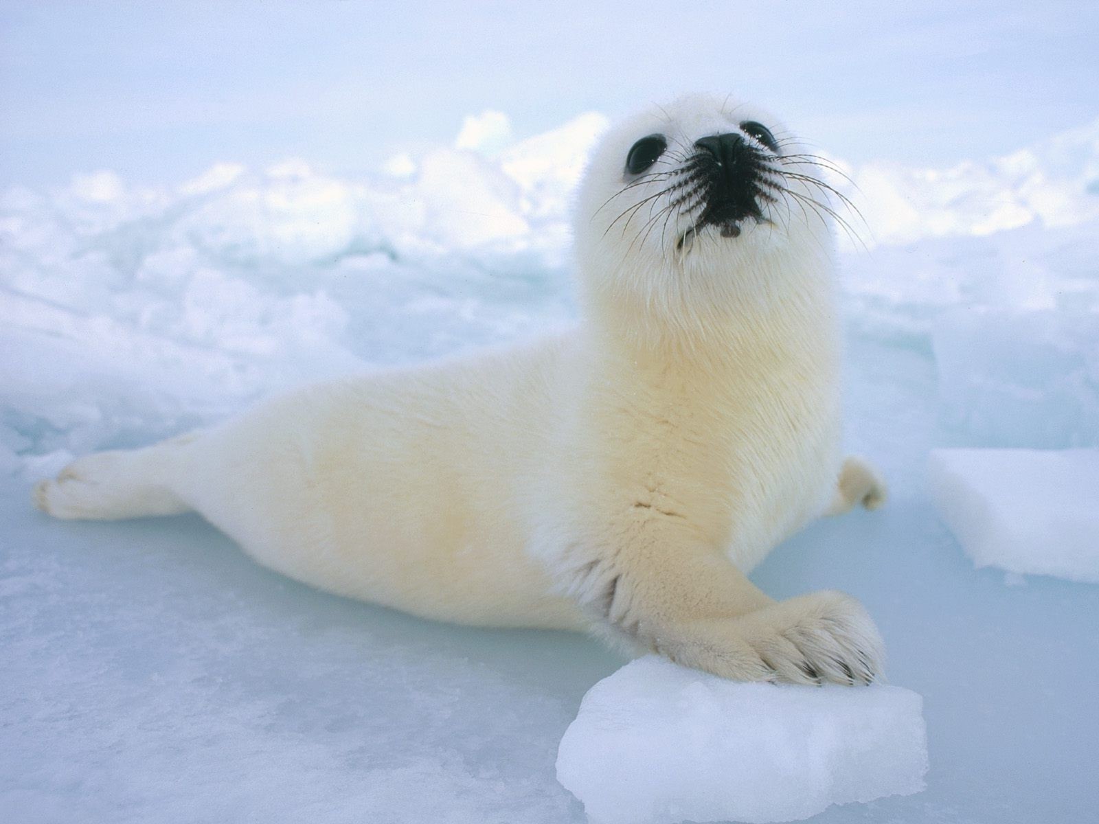 animals snow frosty winter mammal ice cold nature outdoors wildlife daylight polar cute water one animal ocean seal