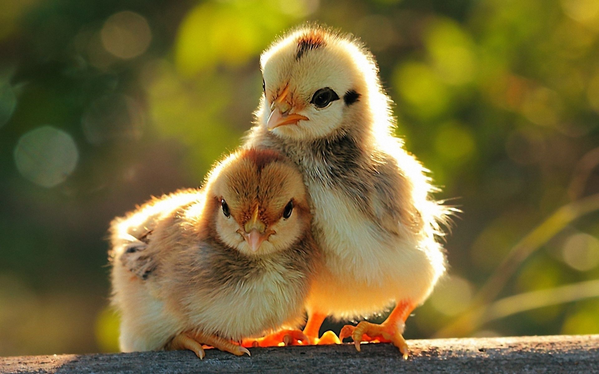 chicks bird dame animal little wildlife cute nature easter downy feather poultry baby beak love funny mood background