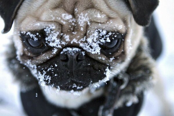Muzzle cute face winter dog pug snow eyes