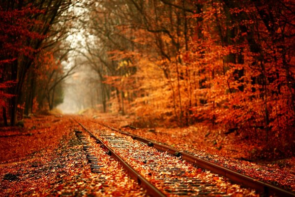 The golden road goes into the tunnel