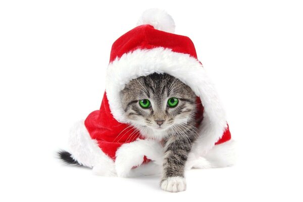 New Year s kitten with green eyes