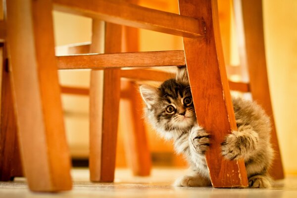 Cute kitten scratches furniture