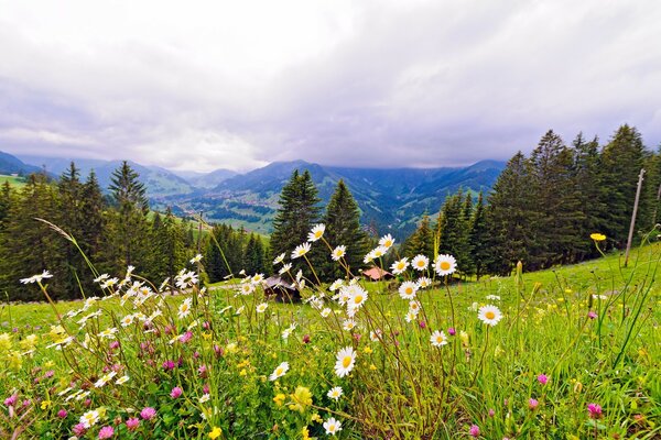 Nature in a mountain summer array