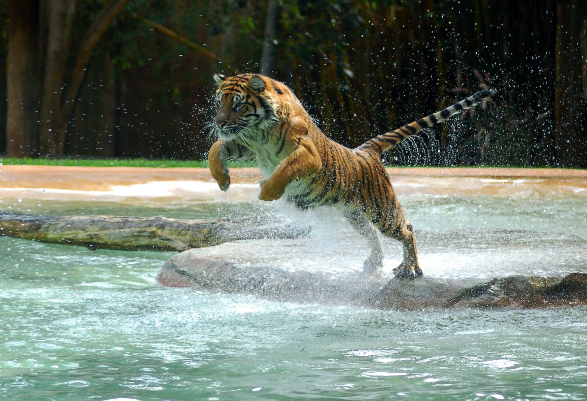 tigers water wildlife nature mammal wild danger big predator animal outdoors zoo tiger motion cat swimming aggression river power