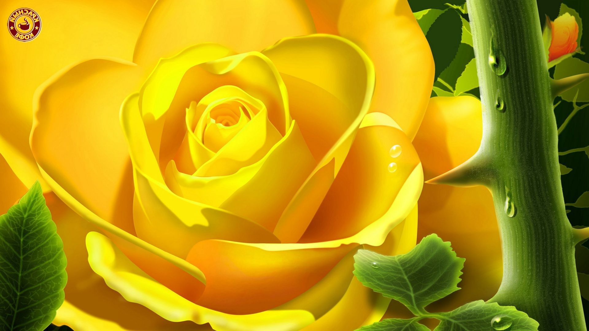 rose nature flower leaf color flora beautiful desktop bright floral summer