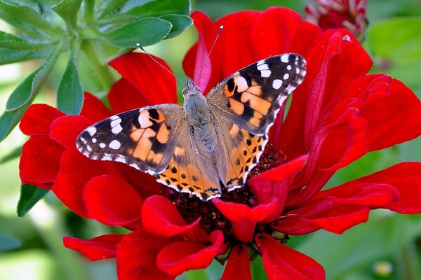 A butterfly sits on a red flower