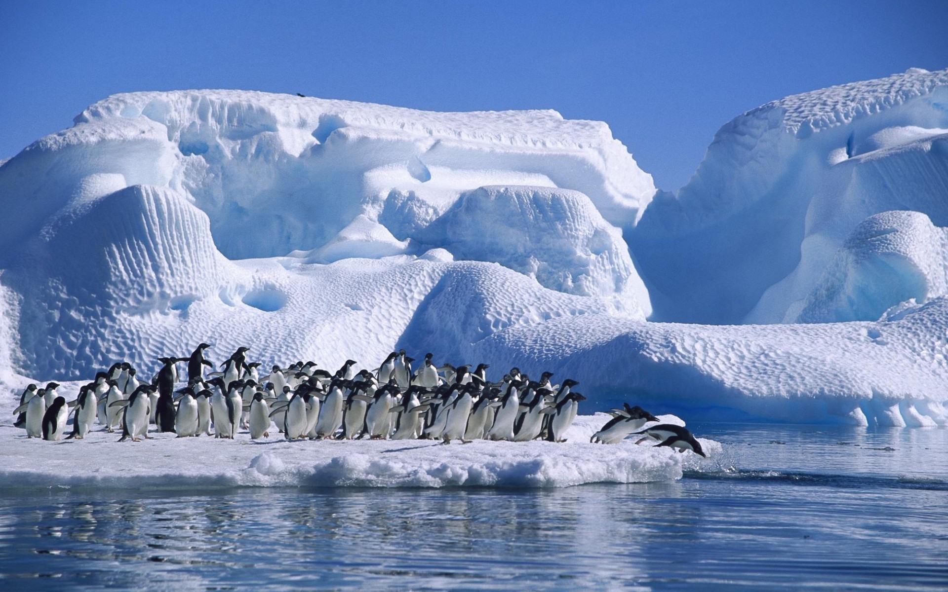 animals snow ice winter cold iceberg water frosty frozen glacier outdoors landscape polar scenic travel frost mountain daylight nature penguins ice landscape penguins world penguins pics