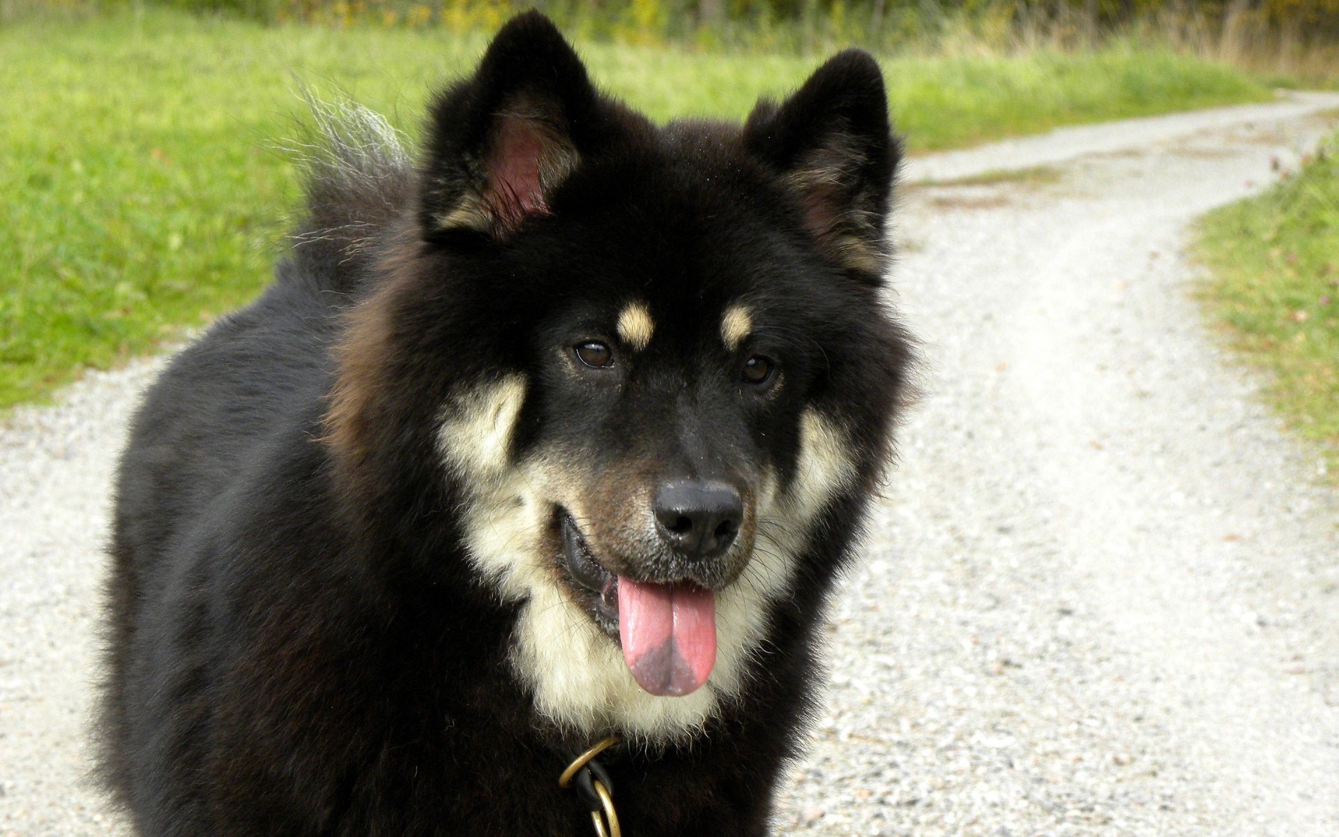 dogs mammal dog canine portrait fur cute animal looking outdoors eye one pet nature