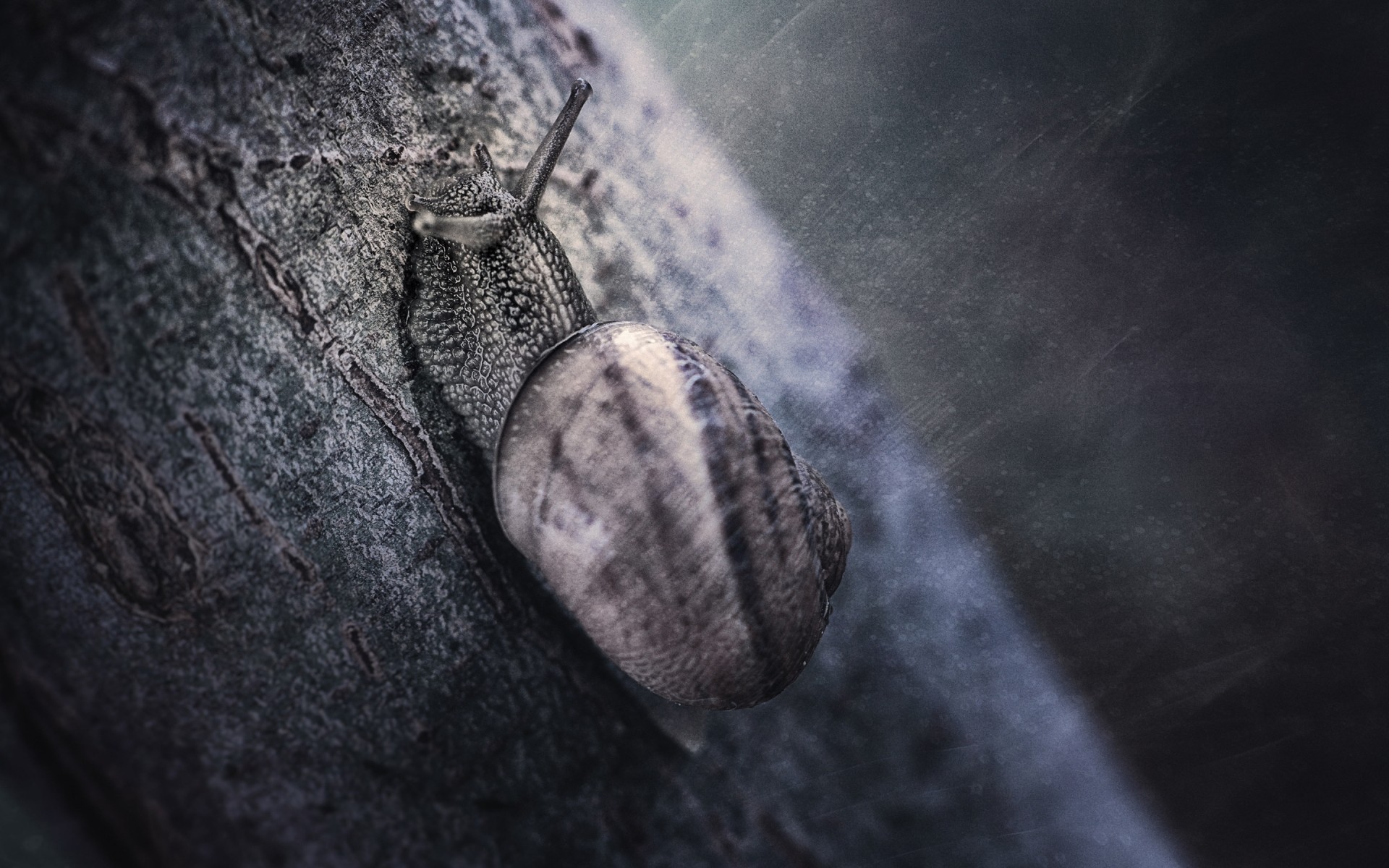 animals nature invertebrate desktop close-up snail