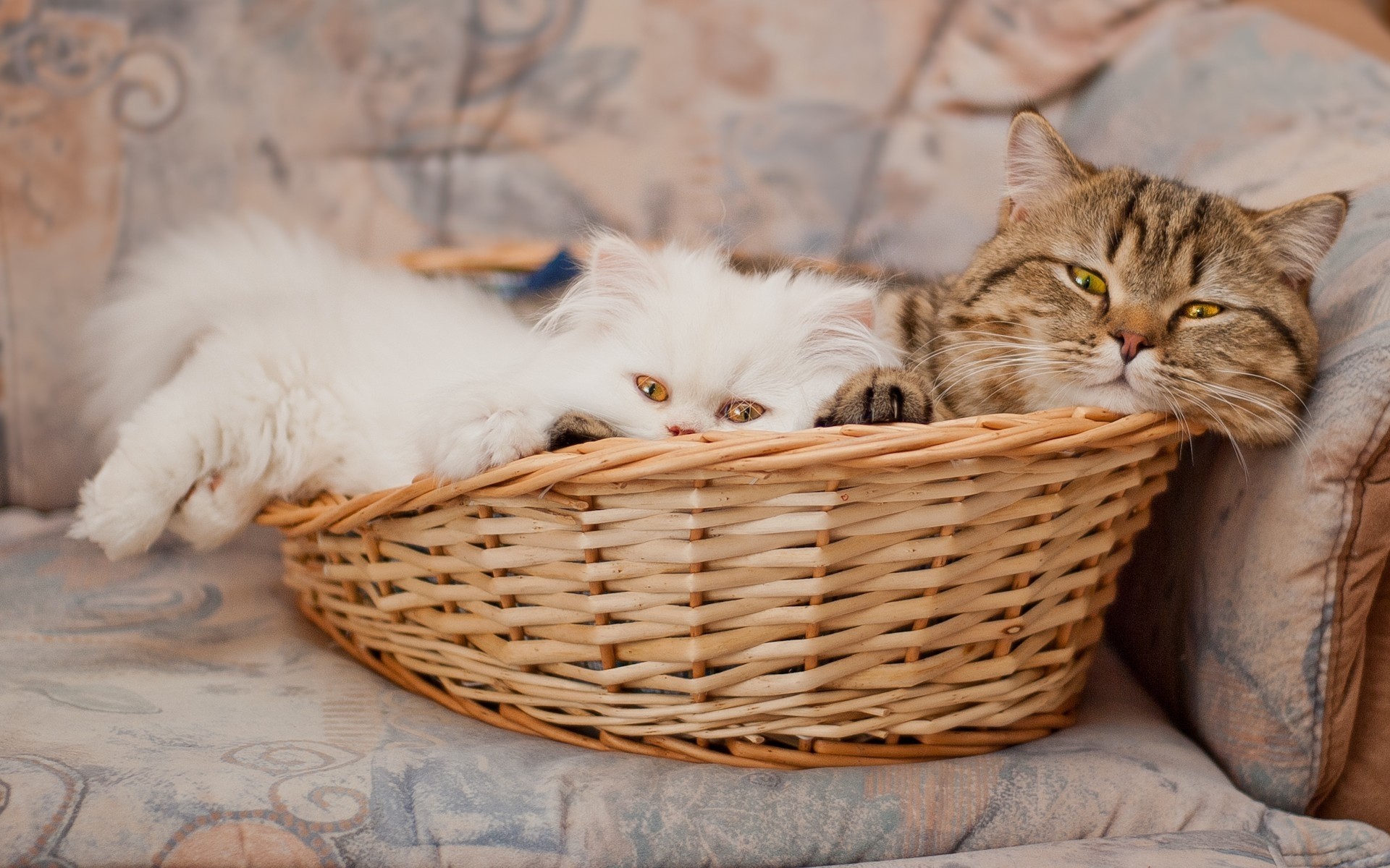 cats cat kitten basket pet cute animal mammal fur portrait domestic downy eye tabby young nature one looking sit hair kitty