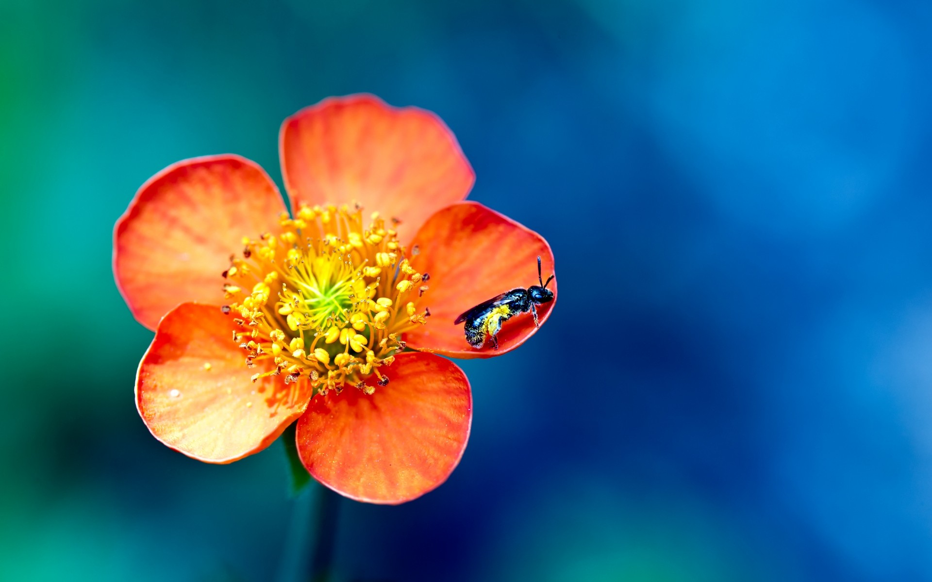 insects nature outdoors flower summer blur bright leaf wasp insect petals colors