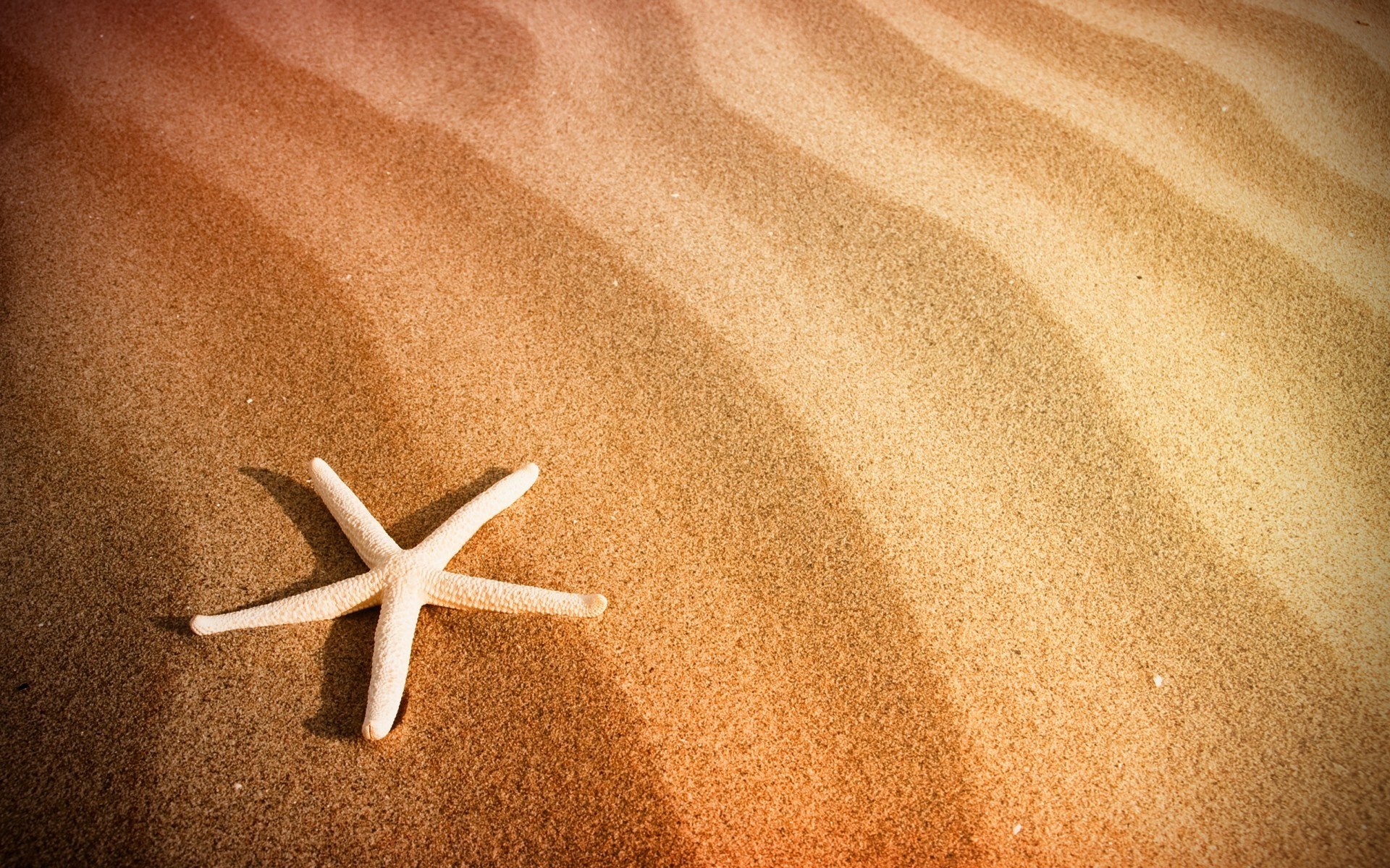summer starfish sand beach seashore echinoderm christmas
