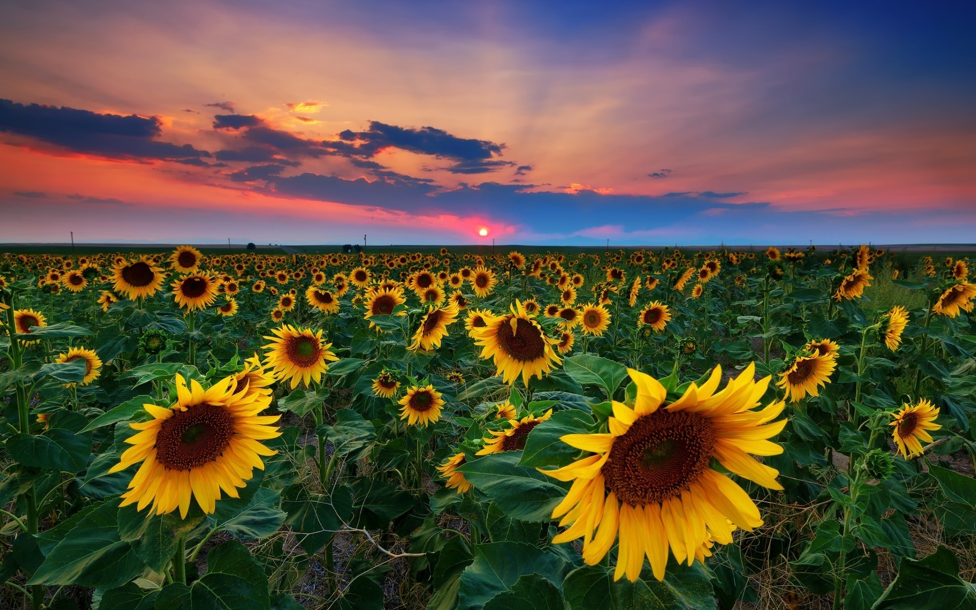 united states sunflower nature flower summer field sun flora fair weather landscape bright sunny growth outdoors rural sky leaf vibrant agriculture floral sunflowers