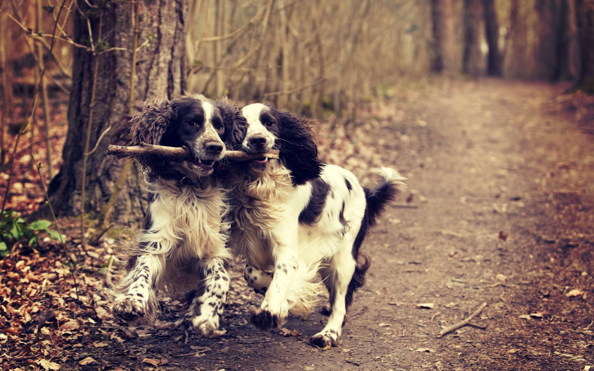 dogs dog mammal pet canine cute animal portrait puppy nature grass domestic young little adorable