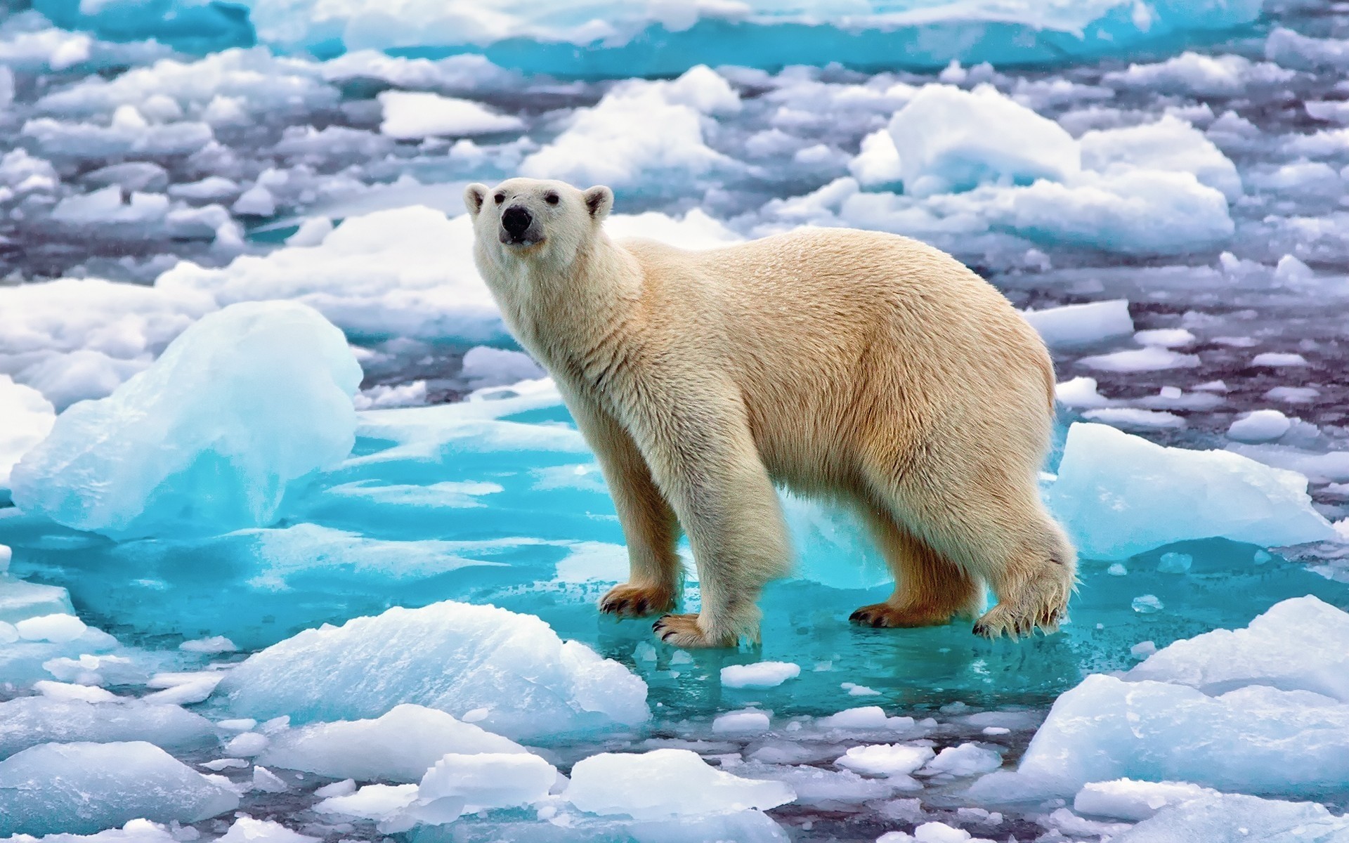 animals frosty snow ice winter polar cold outdoors water mammal nature polar bear bear