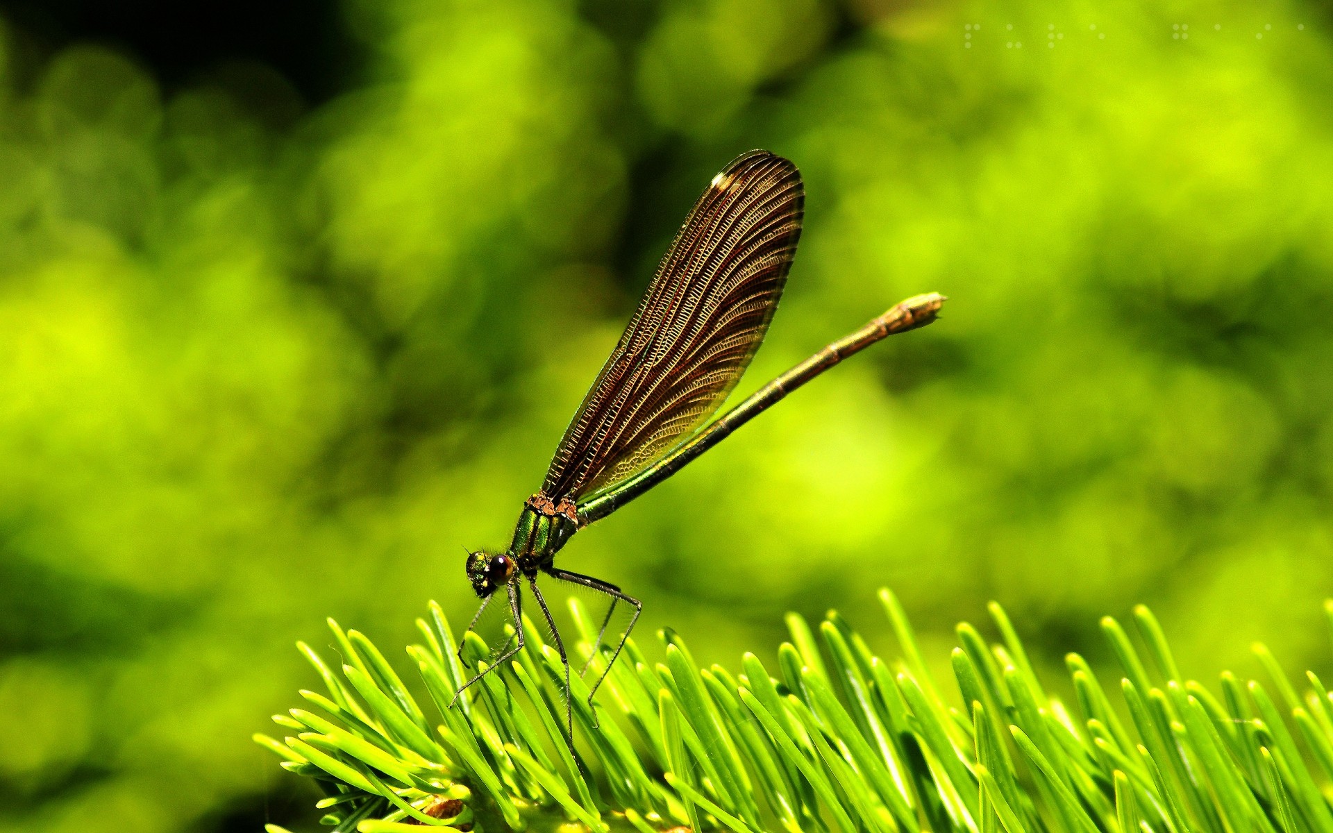 insects nature leaf outdoors summer insect garden grass flora park tree