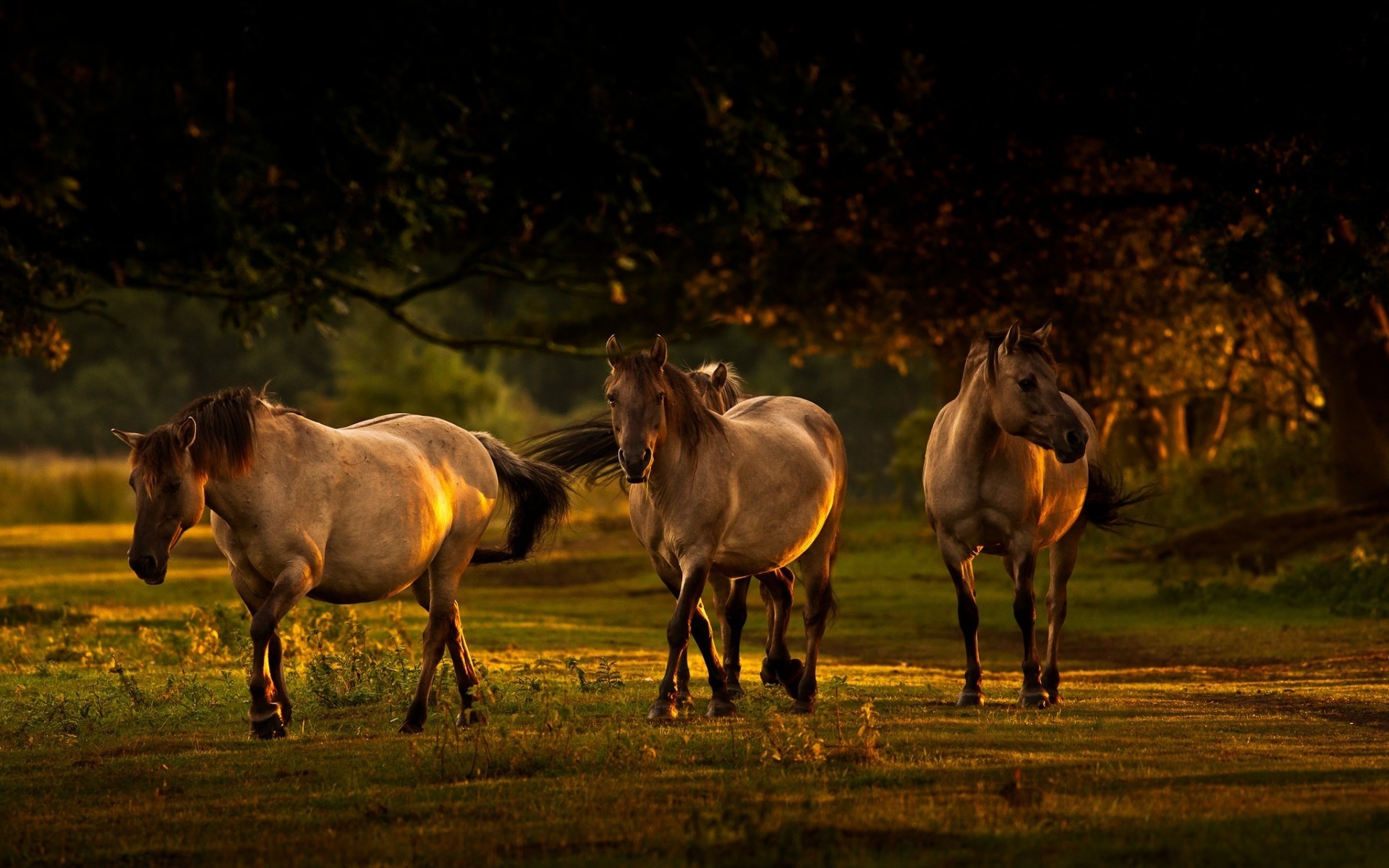 animals mare cavalry horse mammal animal stallion equine farm pasture field equestrian mane grass pony foal hayfield runner livestock agriculture horses landscape forest