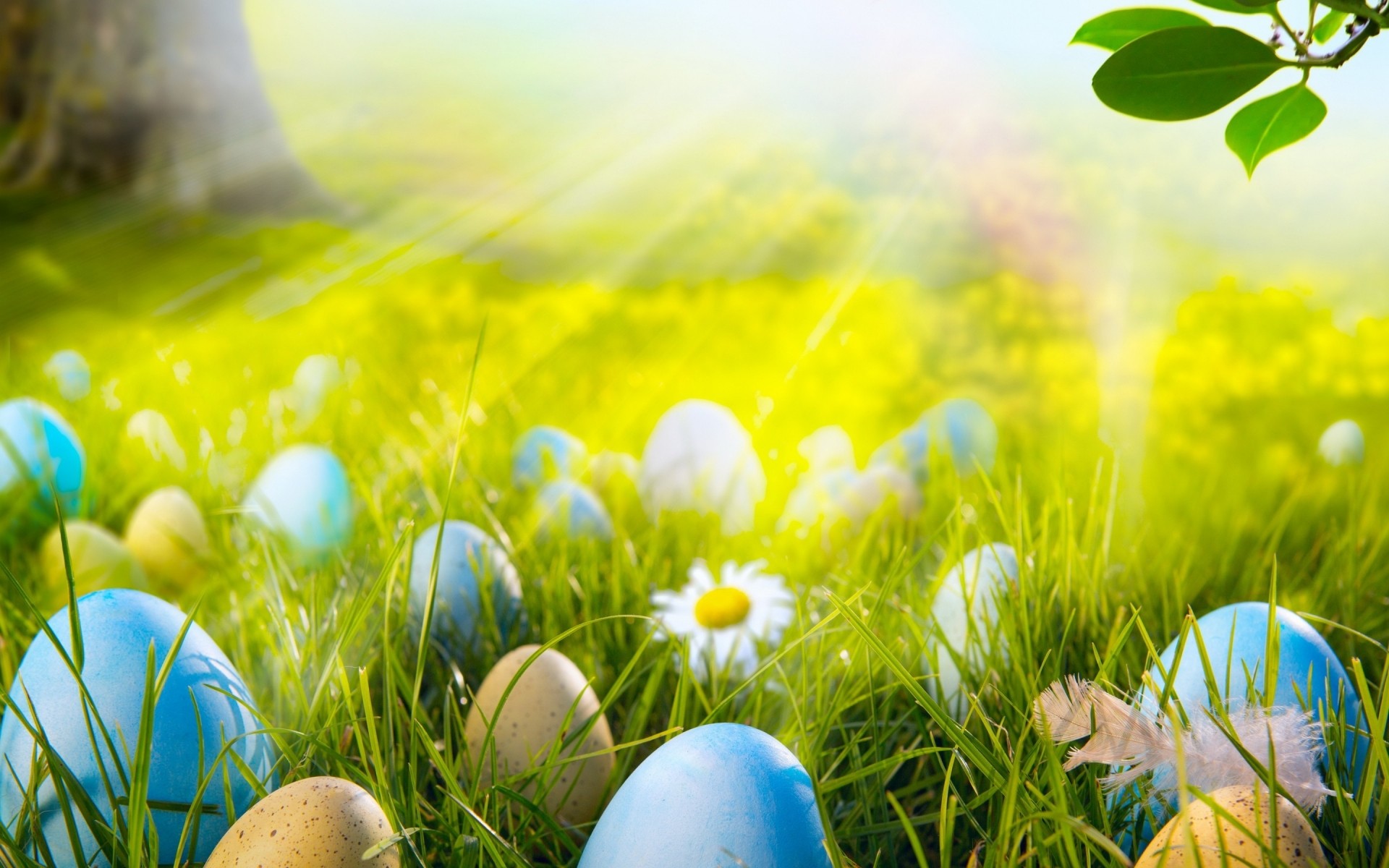 easter grass nature hayfield egg season field easter egg lawn farm summer fair weather color flower sun rural beautiful bright outdoors decoration easter 2014 easter eggs 2014 easter eggs landscape