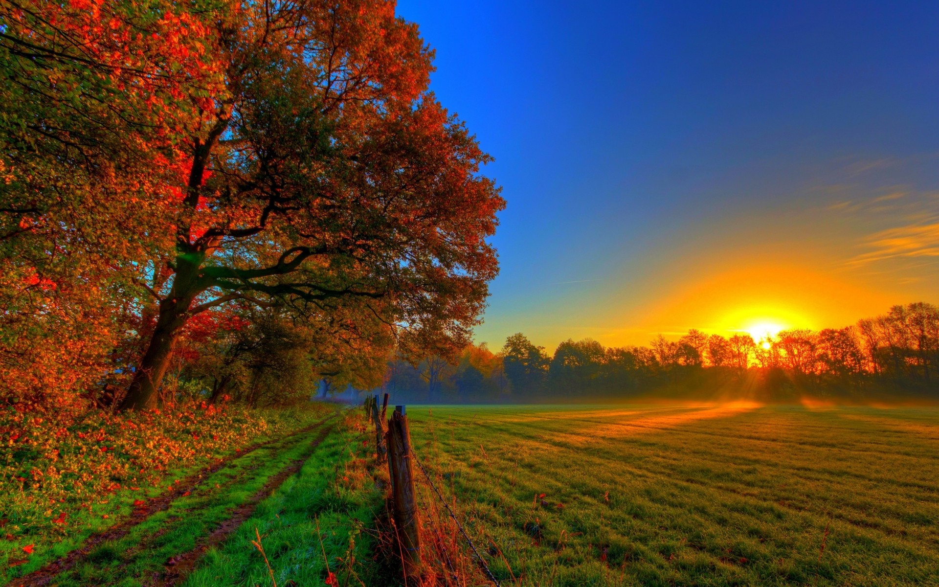 plants dawn fall nature sun sunset landscape outdoors leaf tree fair weather countryside bright rural wood trees sky clouds