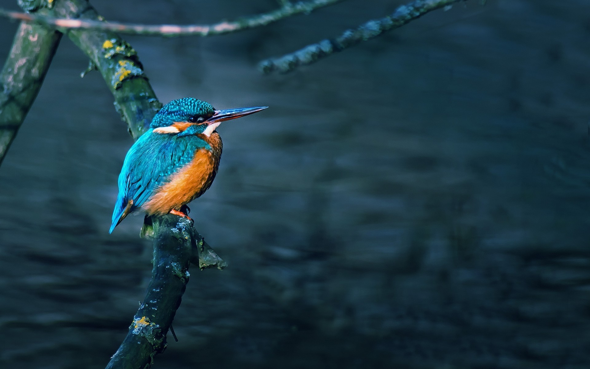 birds bird nature water wildlife outdoors river gorgeous beautiful
