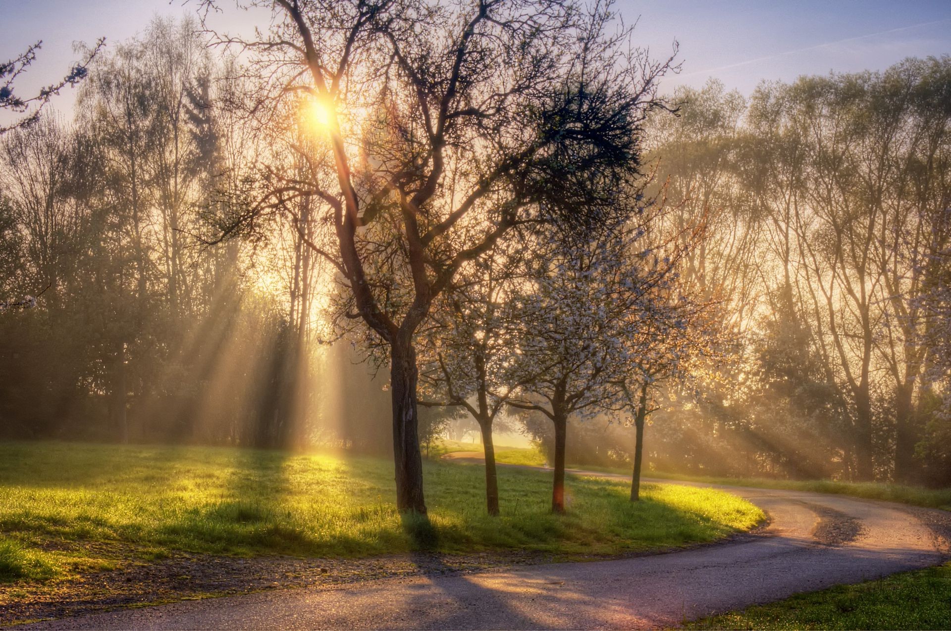 spring dawn tree landscape fog mist nature fall sun countryside fair weather wood park sunset rural season road grass bright weather