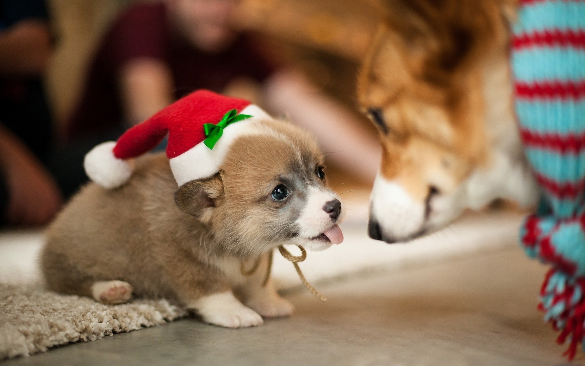 dogs cute little dog mammal pet puppy canine christmas miniature sit indoors animal toy portrait one funny love
