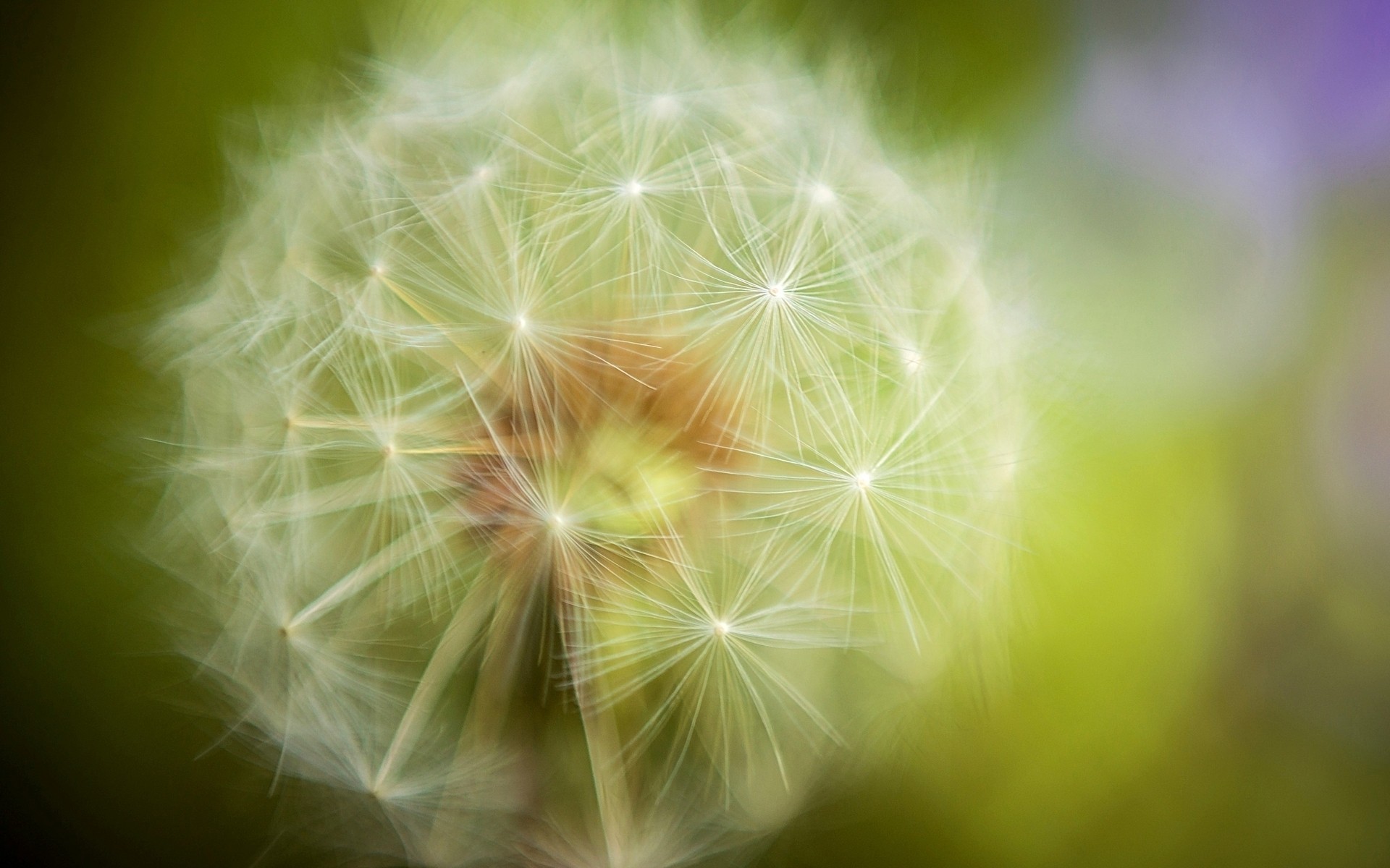 flowers dandelion bright nature color flora blur abstract summer growth seed flower green plant