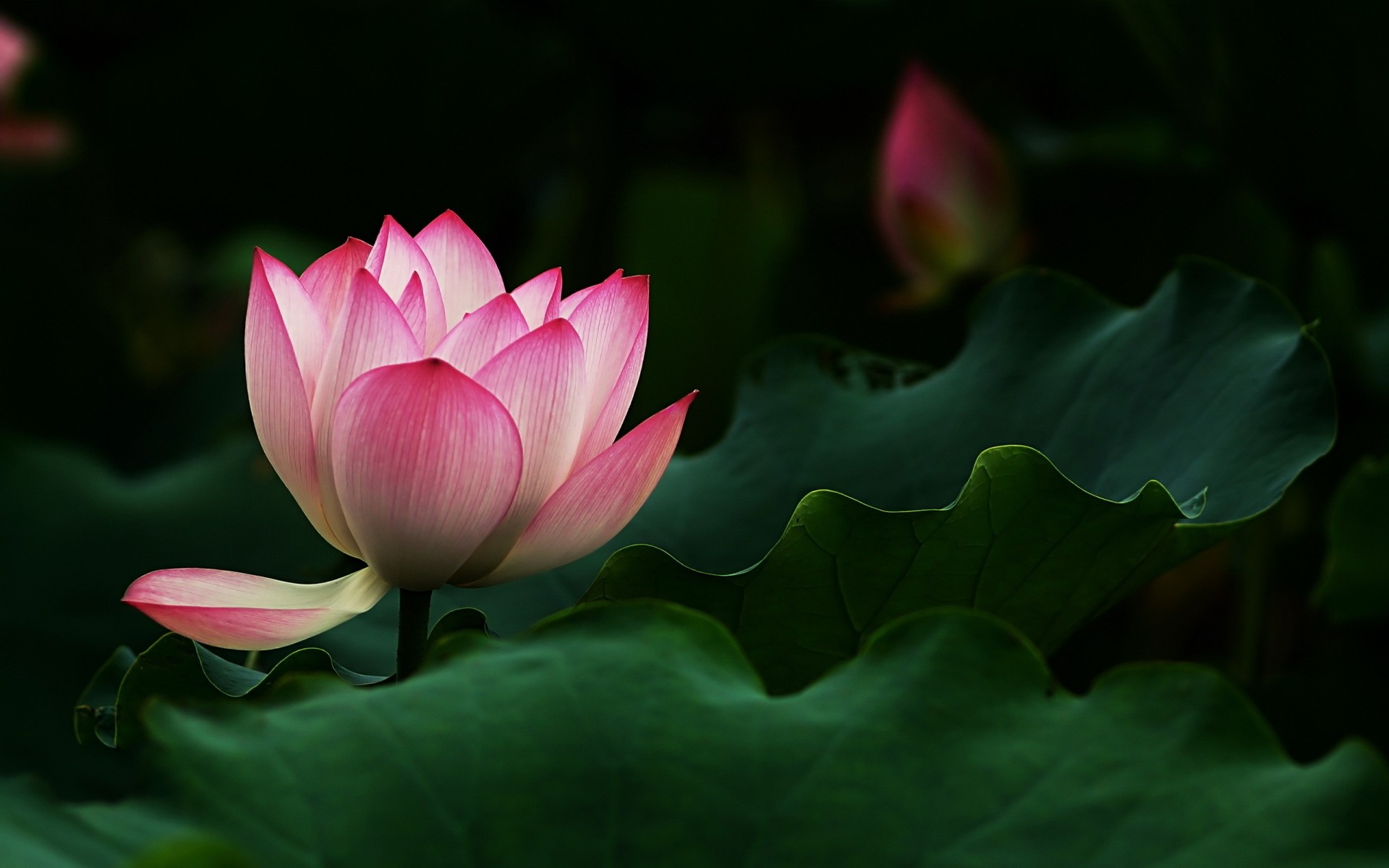 flowers lotus flora pool aquatic leaf flower lily nature tropical blooming waterlily swimming petal garden nelumbo exotic sacred summer zen pure leaves pink