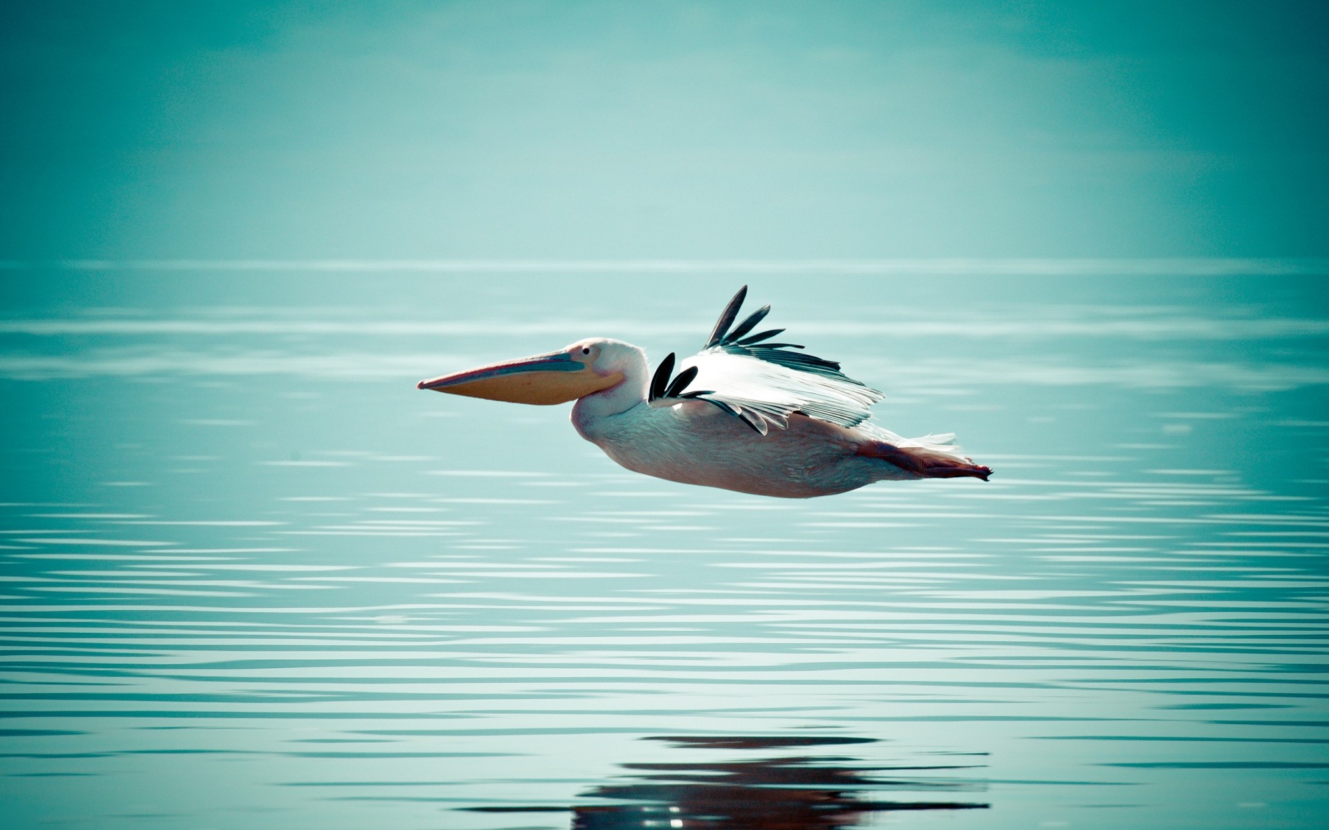 waterfowl water wildlife bird nature outdoors swimming ocean sea wild lake summer pelican