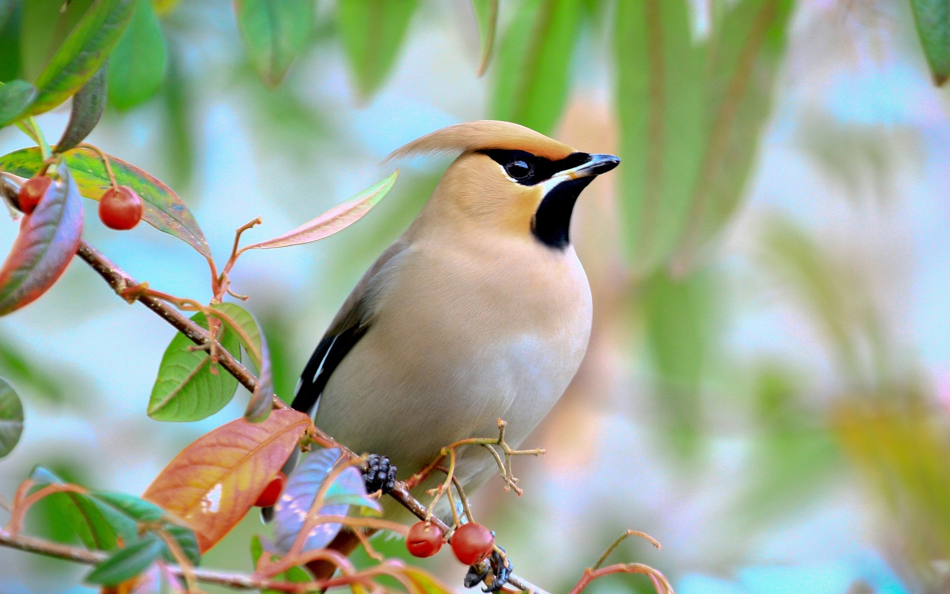 birds bird wildlife nature outdoors leaf tree wild branch berries