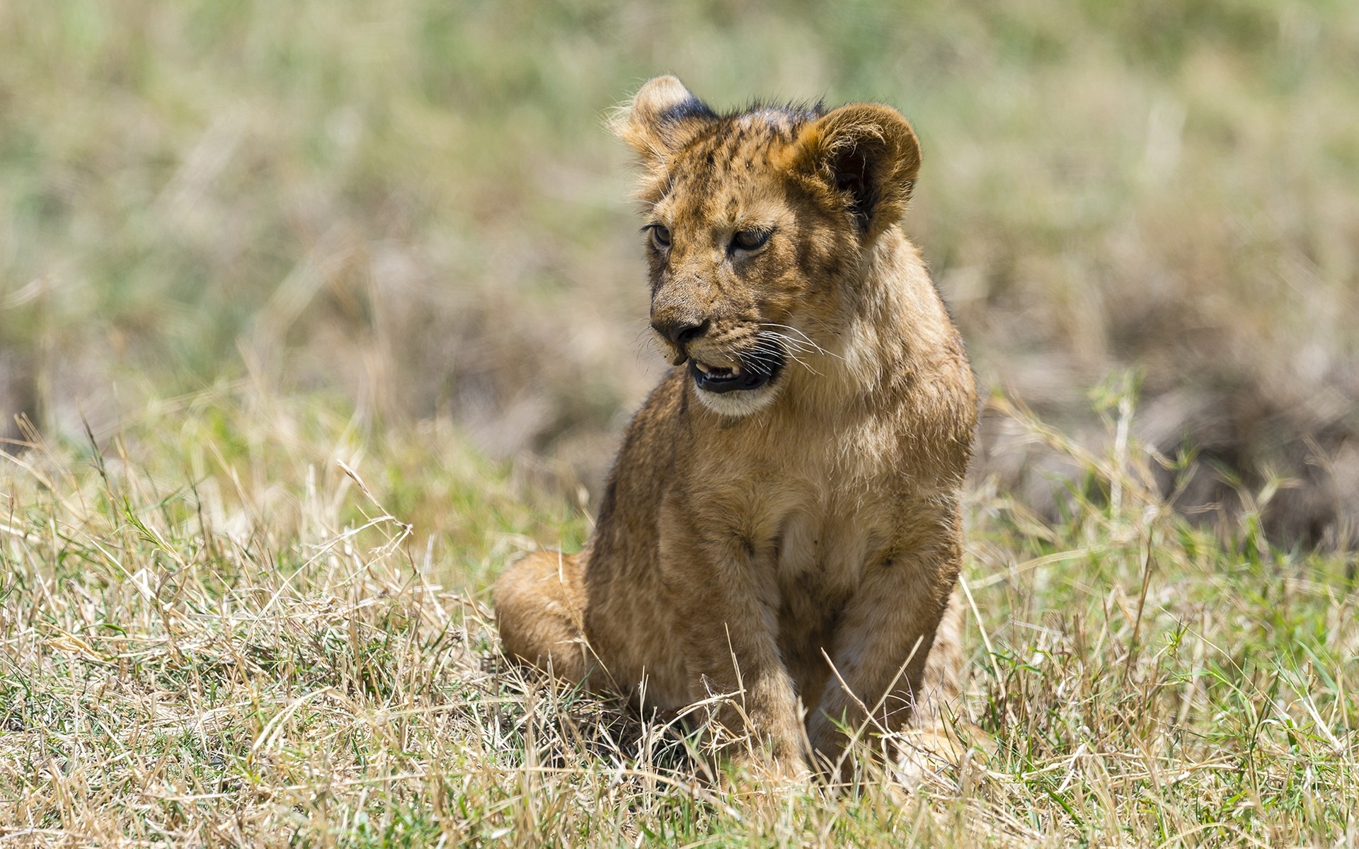 animals wildlife mammal cat animal grass wild lion nature predator safari carnivore cute cub