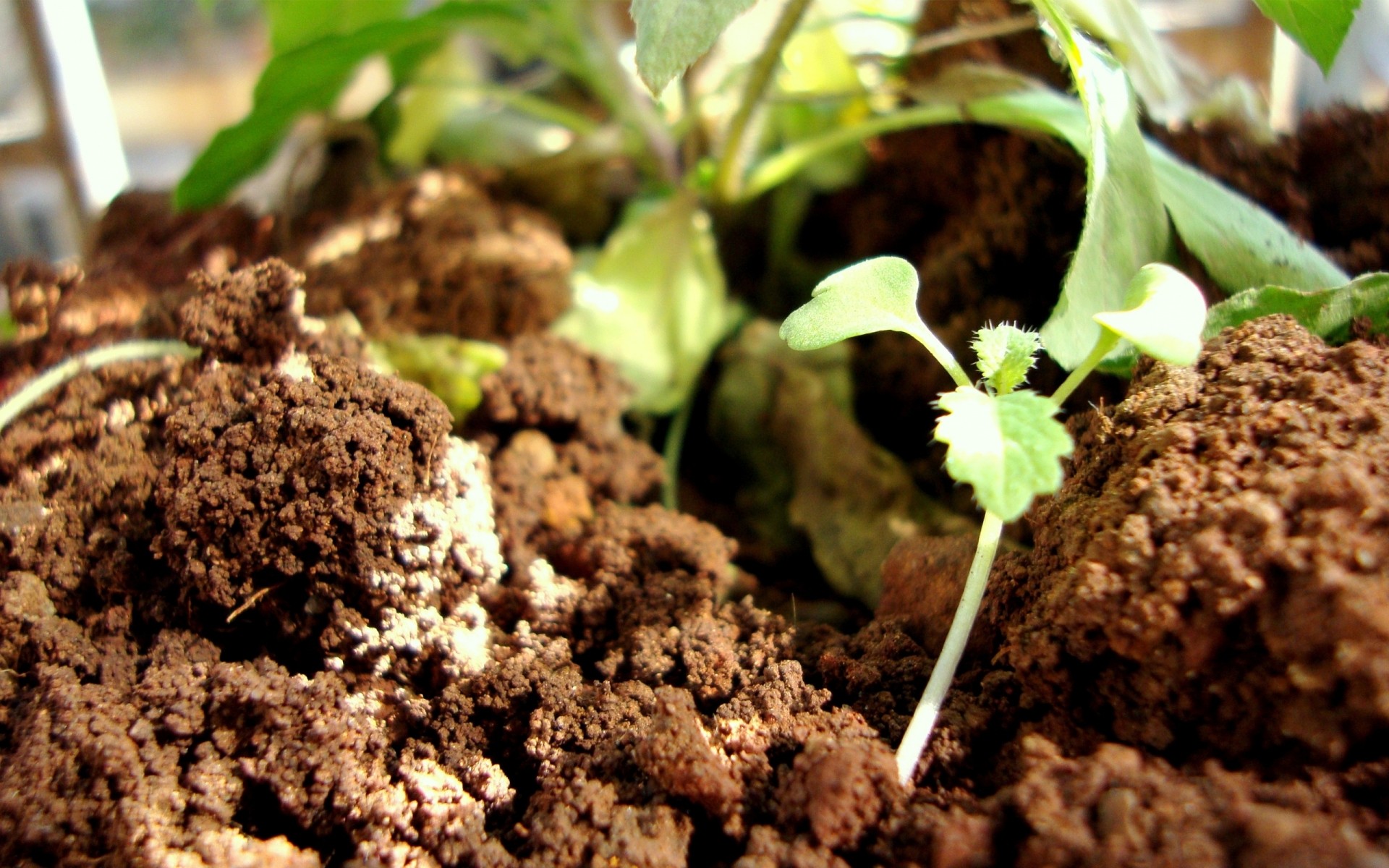 plants soil ball-shaped sprout ground agriculture compost little growth cultivation sapling environmental leaf bud flora root conservation ecology landscape