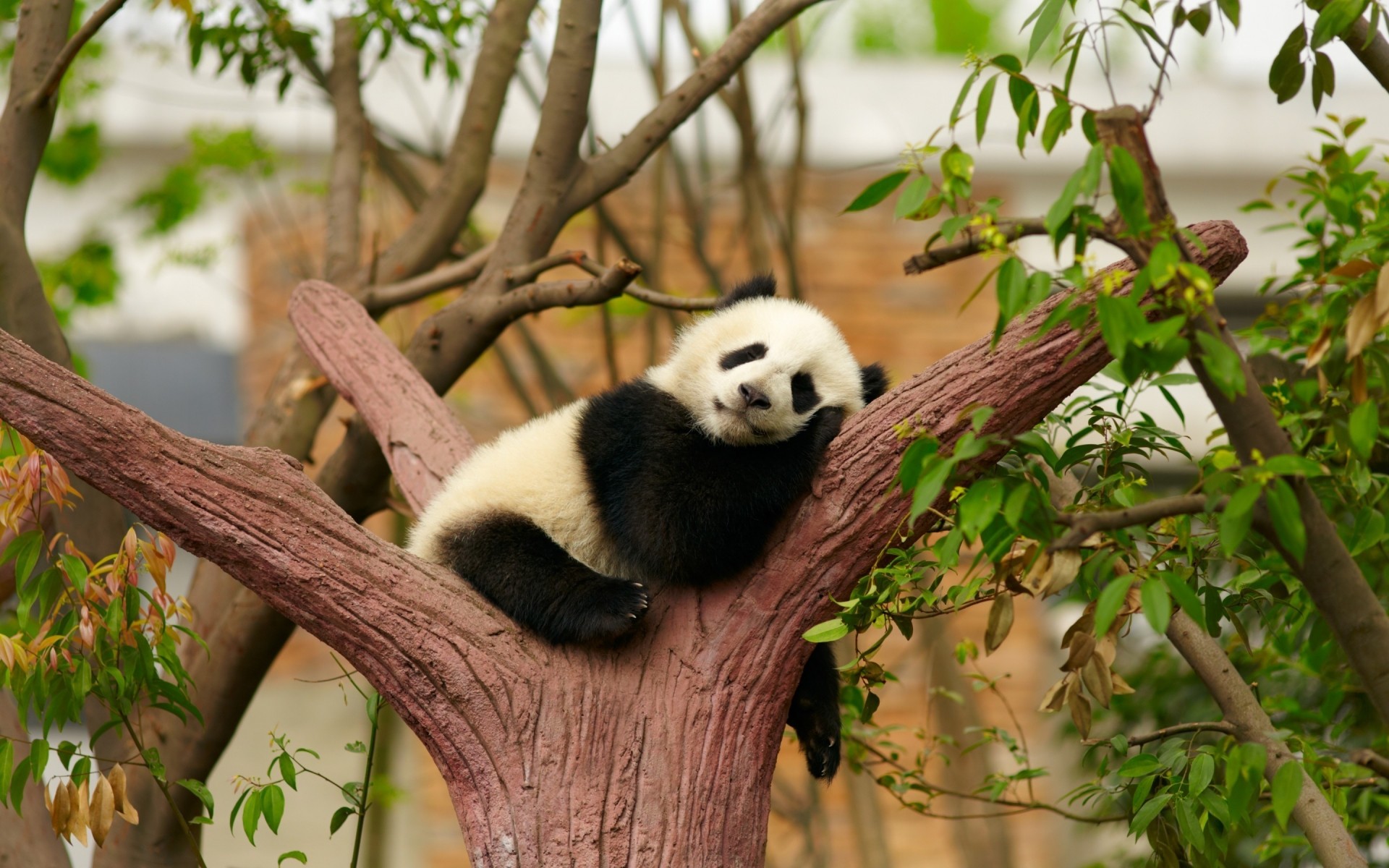 animals tree nature mammal outdoors wildlife wood leaf cute panda one zoo panda bear