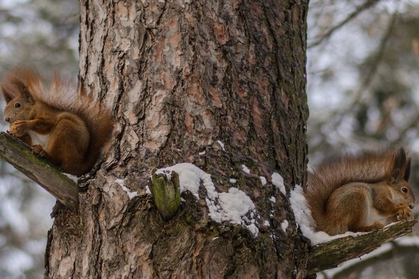 Two squirrels on a tree