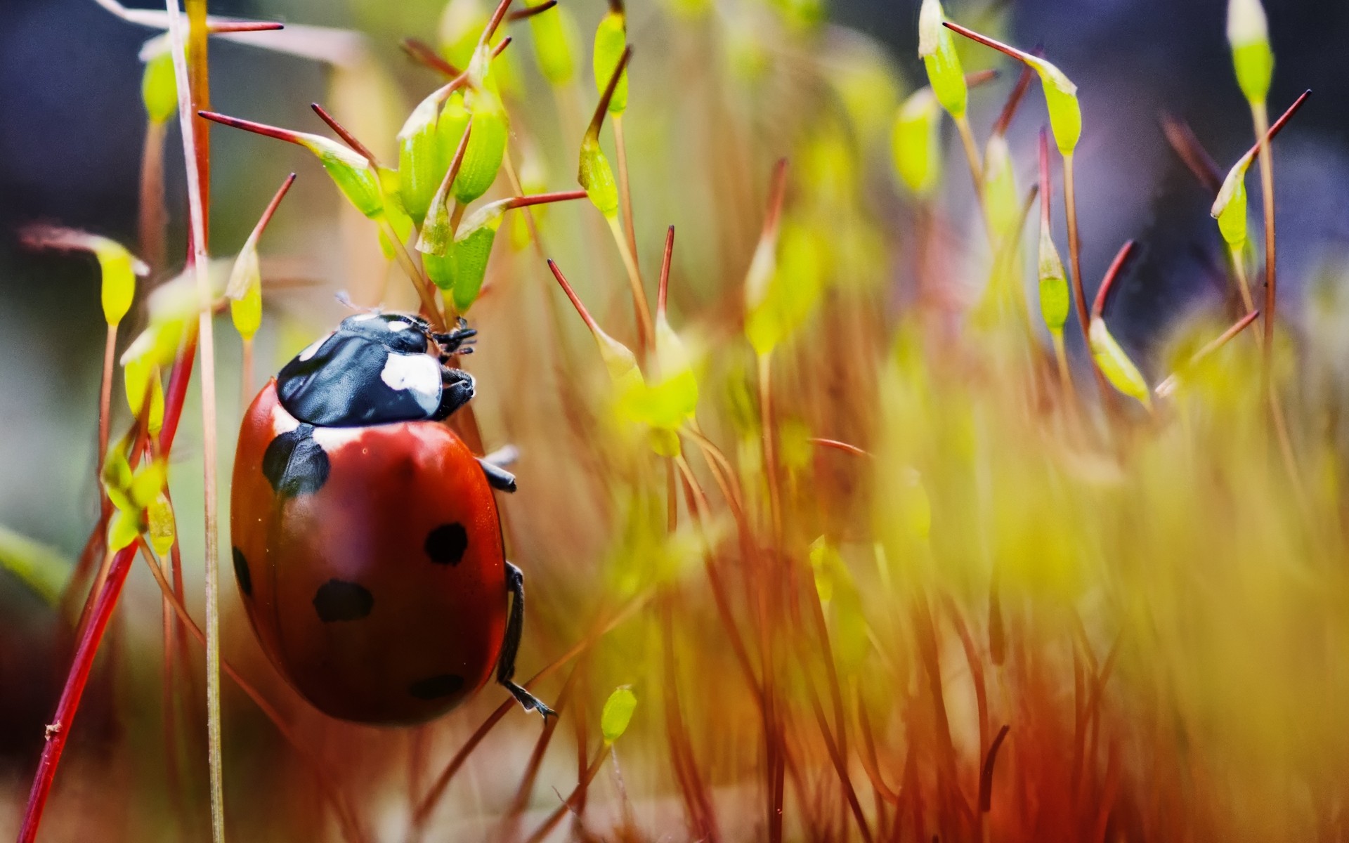 insects nature insect summer color flower outdoors bright leaf wildlife red ladybug ladybug macro grass