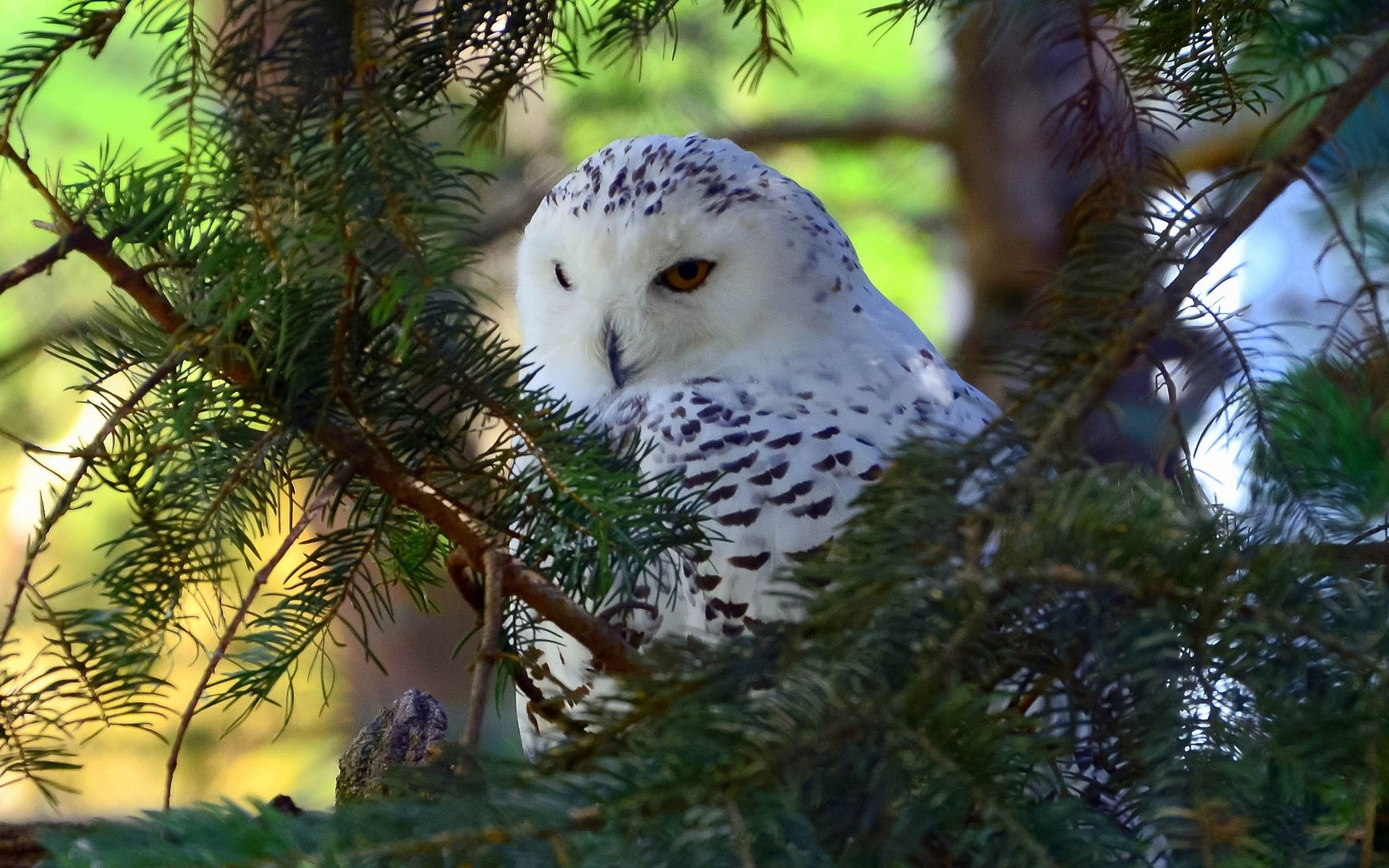 owl tree nature outdoors winter bird wildlife