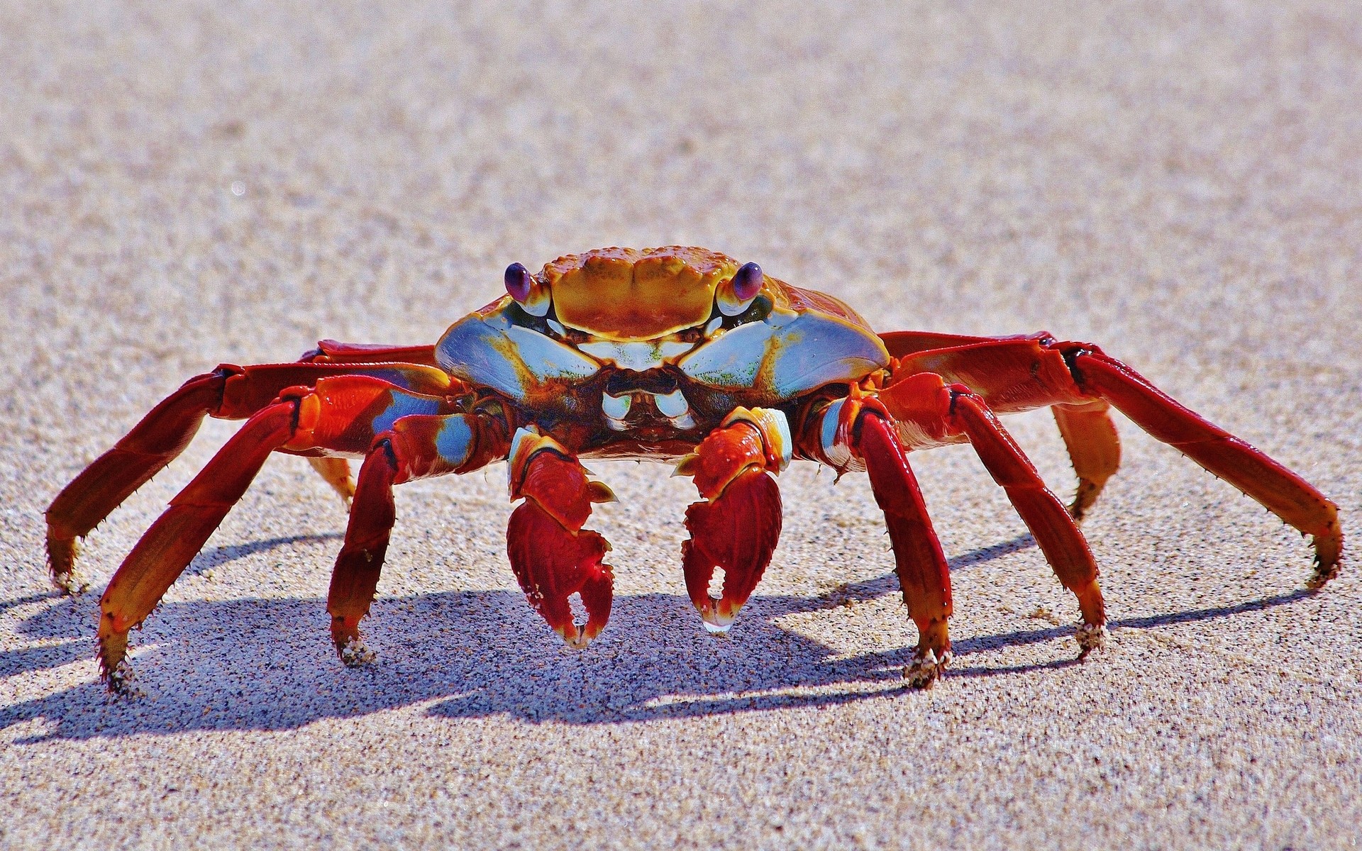 animals crab invertebrate crustacean sand beach claw shell nature sea shellfish ocean wildlife desert seashore outdoors insect one lobster
