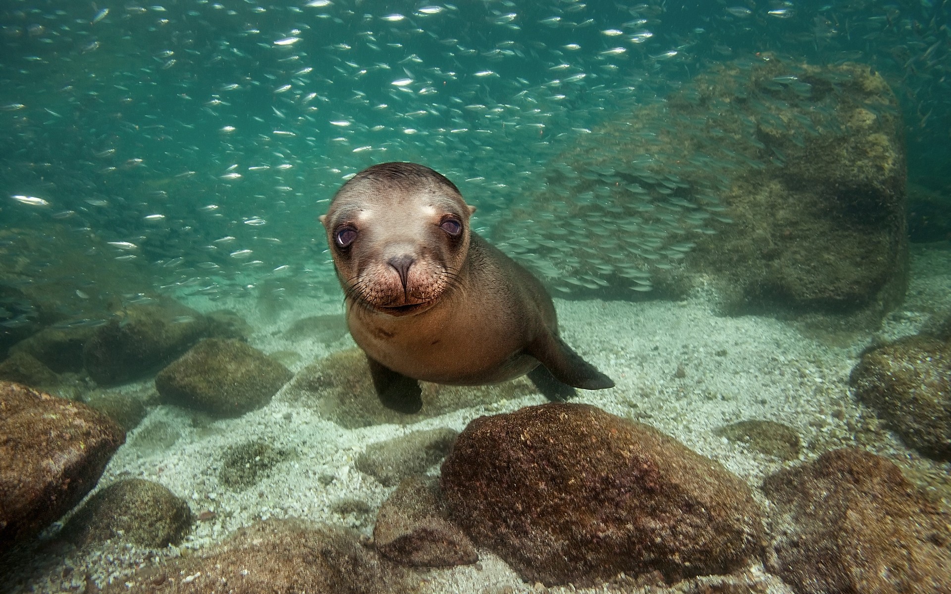 animals underwater ocean fish swimming sea water marine wildlife diving