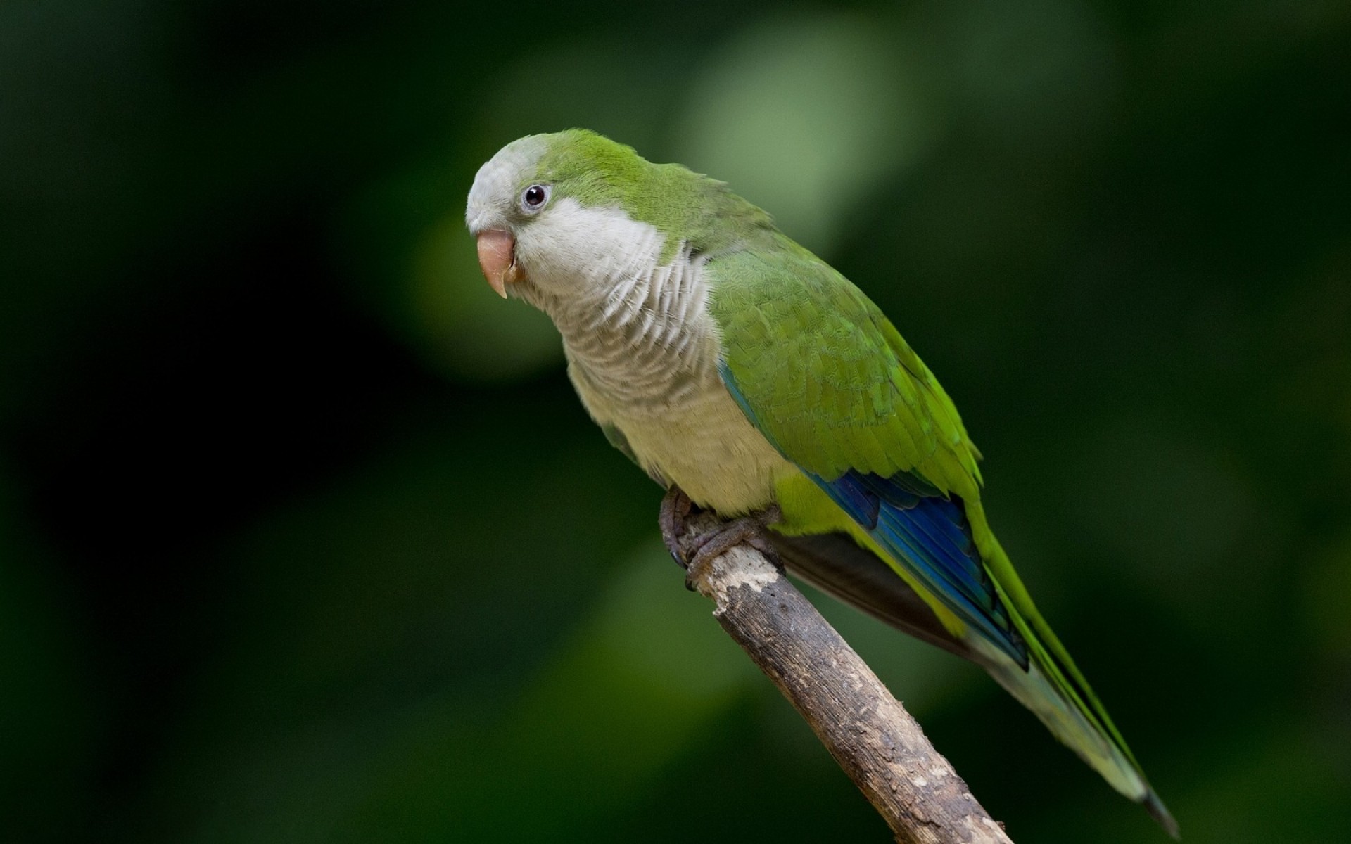 parrot bird wildlife tropical nature wild