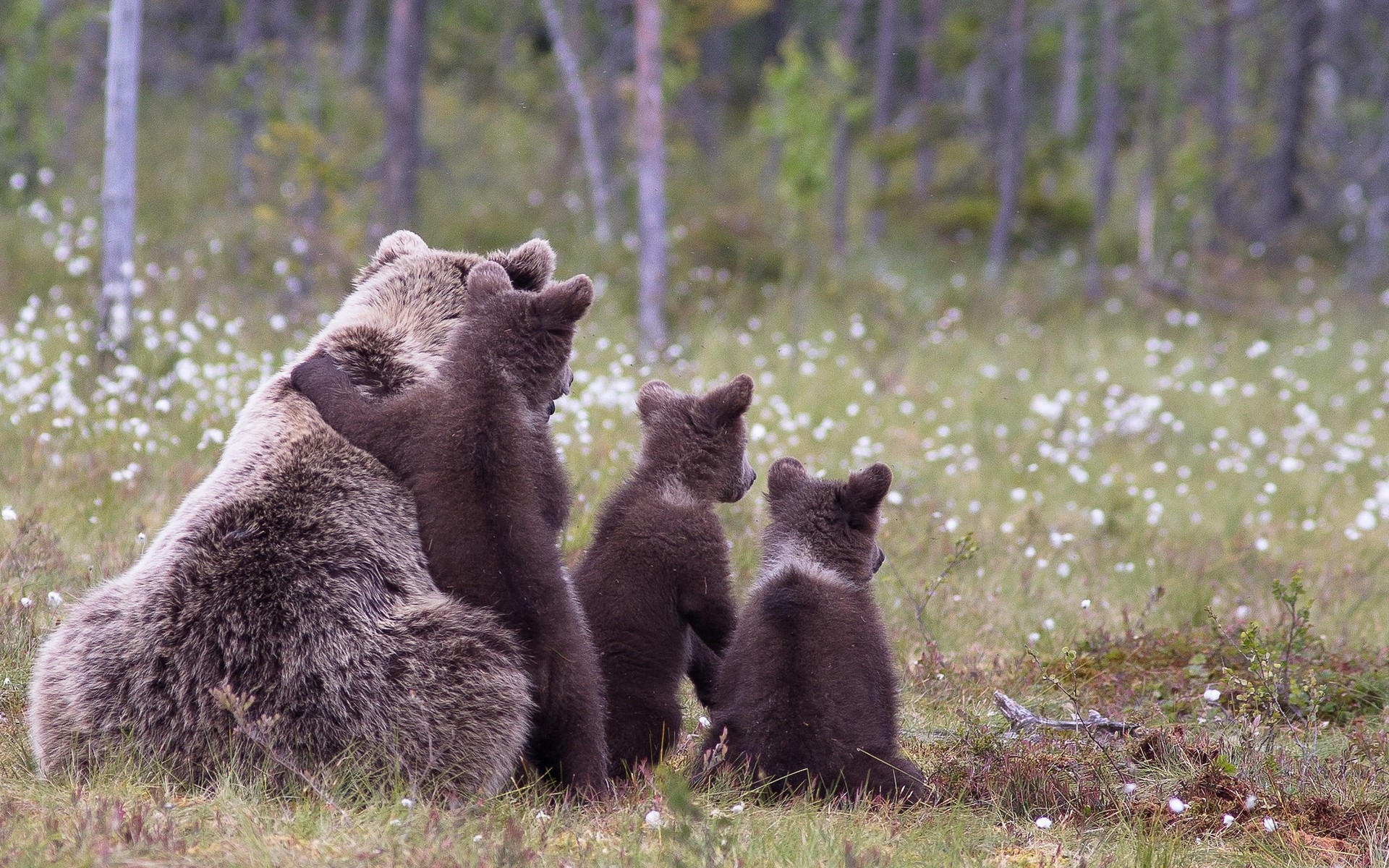 animals mammal wildlife outdoors grass nature daylight fur wild brown bear family
