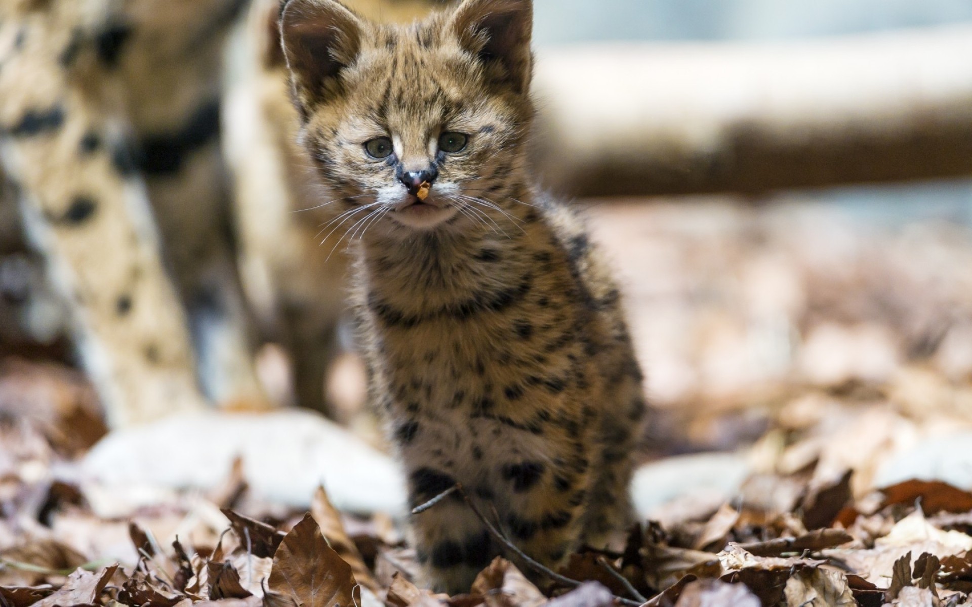 animals nature wildlife outdoors mammal cat jaguar baby cub kitten