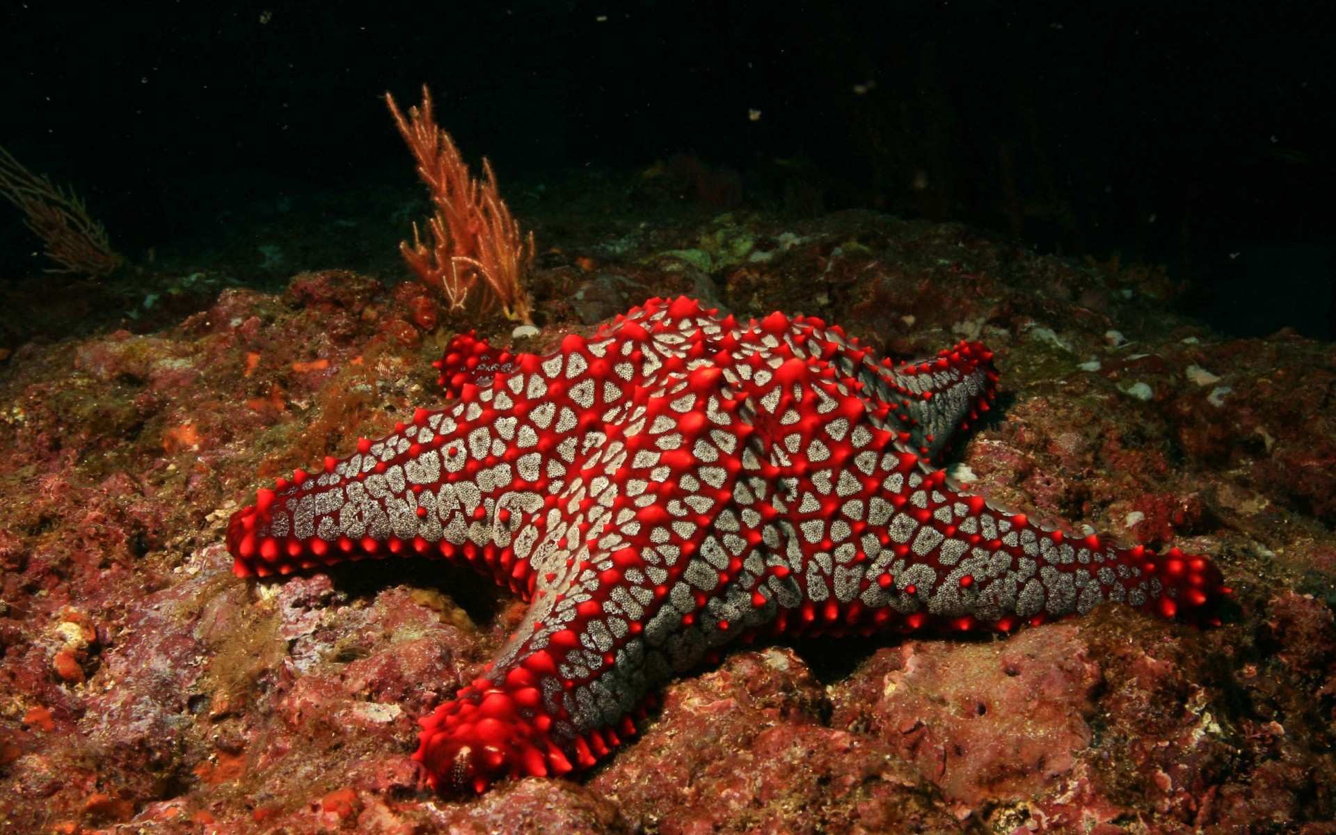 animals underwater invertebrate fish echinoderm coral reef ocean starfish wildlife submarine sea diving water shellfish biology marine environment tropical